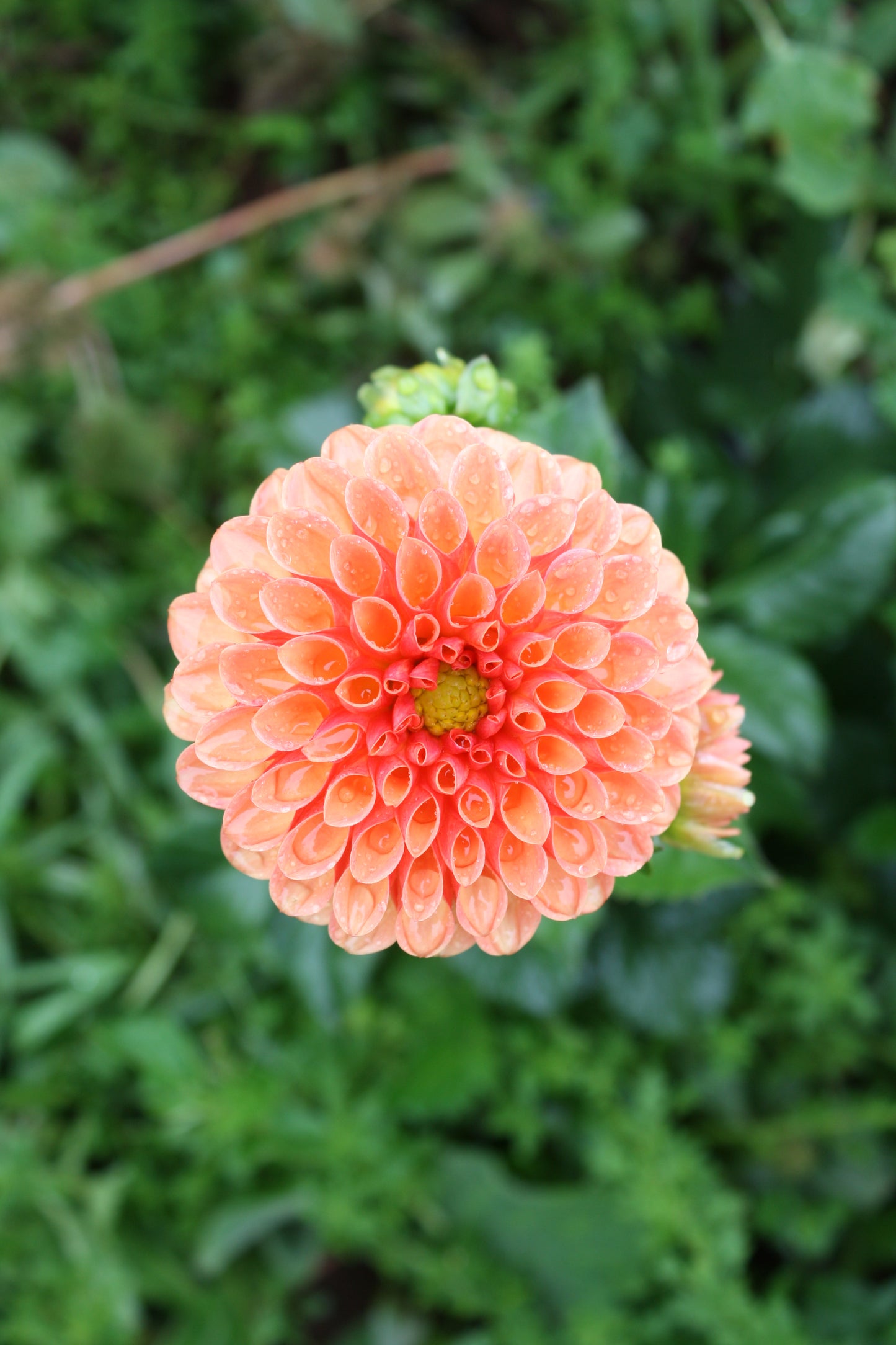 Valley Rust Bucket Dahlia Tuber