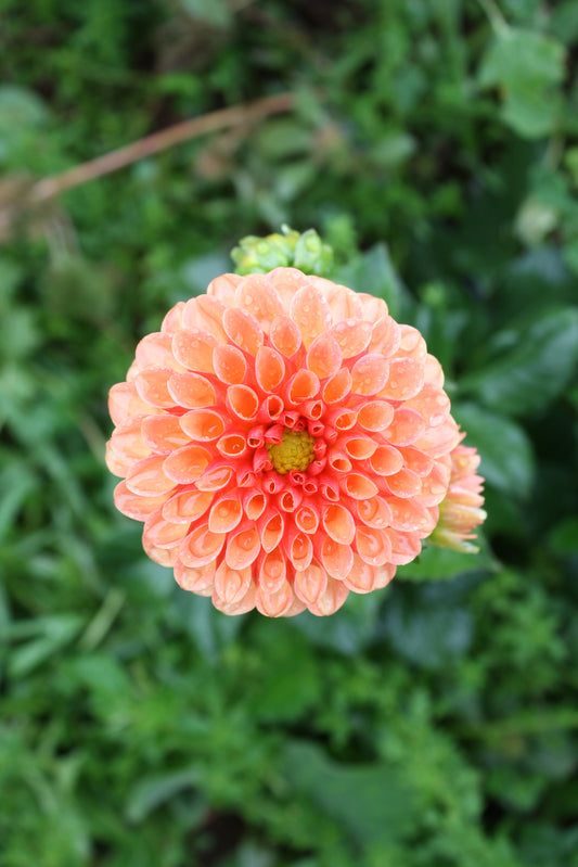 Valley Rust Bucket Dahlia Tuber