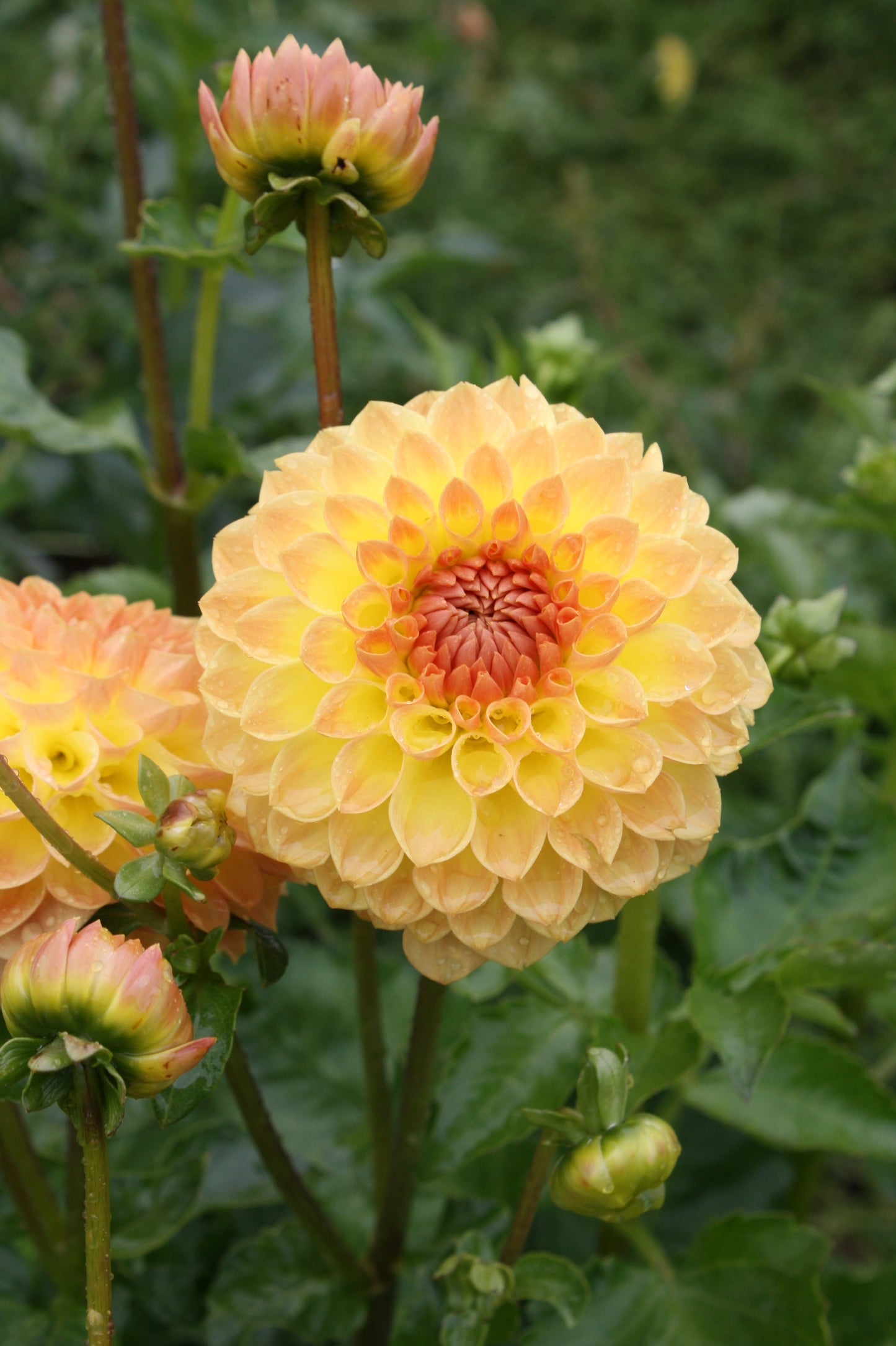 Blyton Softer Gleam Dahlia Tuber