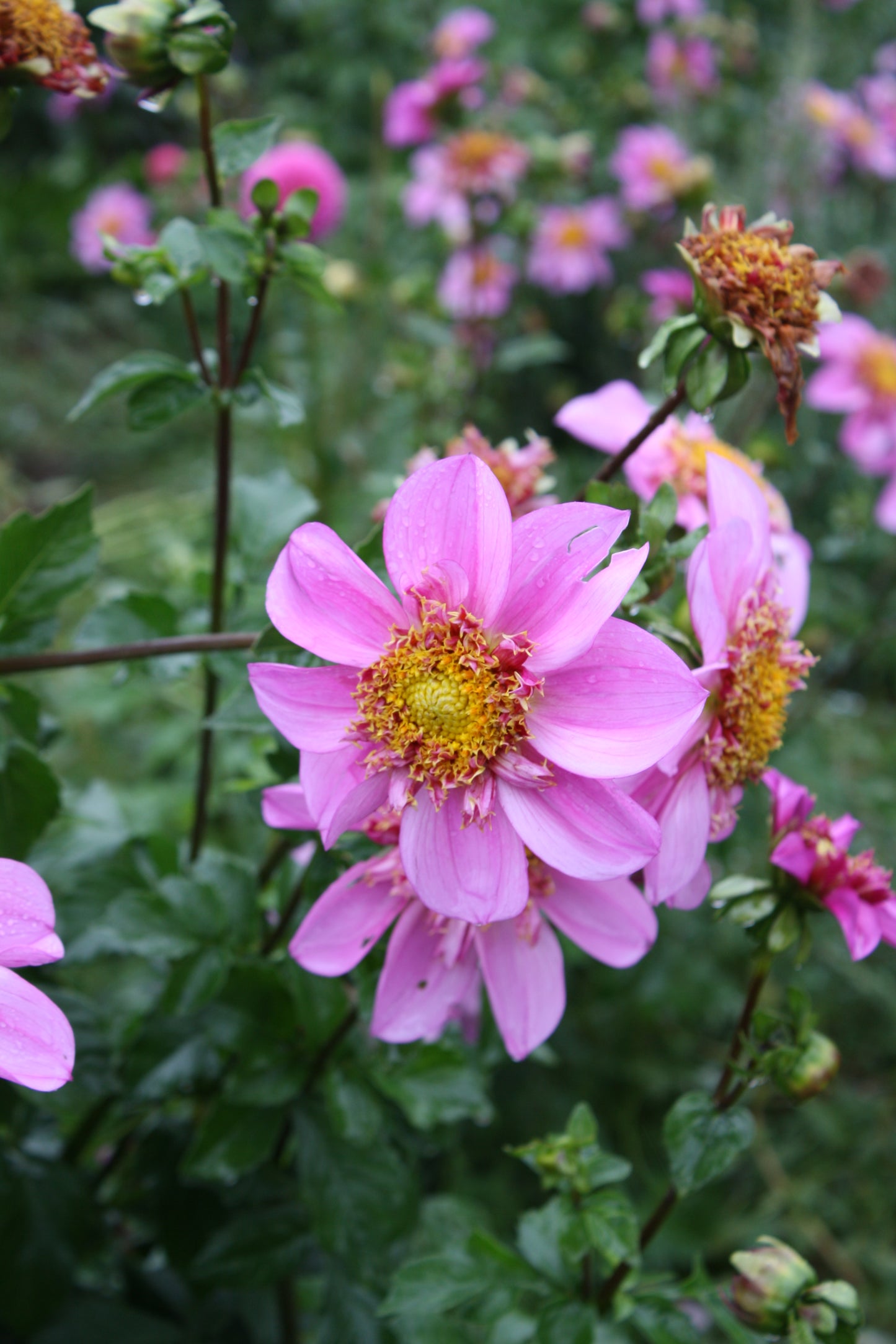 Dad's Favorite Dahlia Tuber