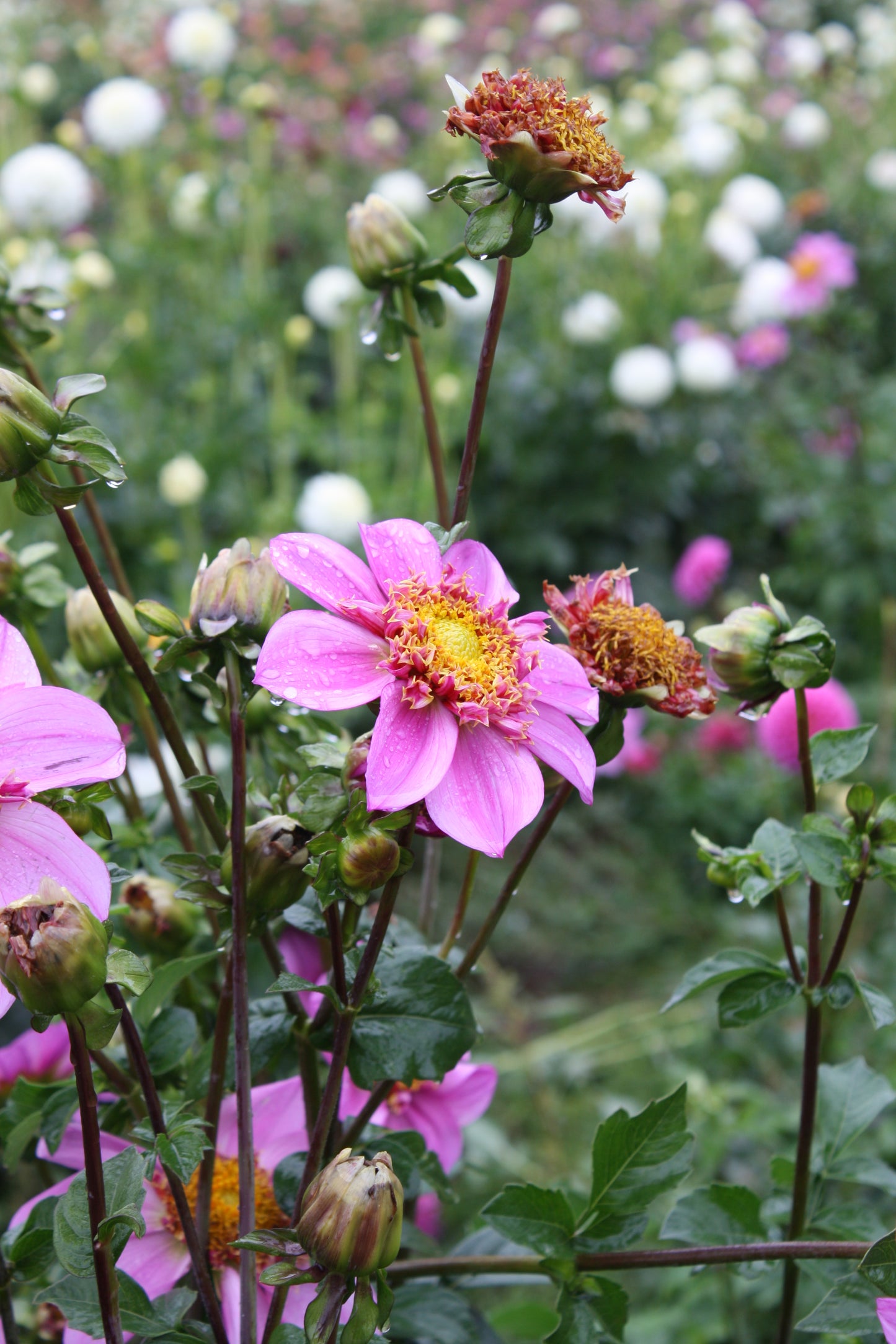 Dad's Favorite Dahlia Tuber