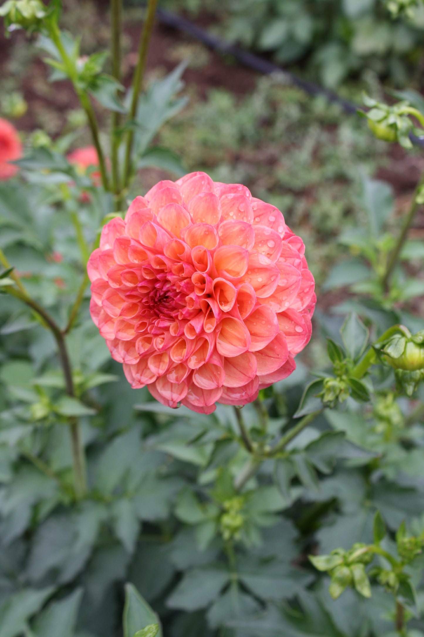 Robin Hood Dahlia Tuber