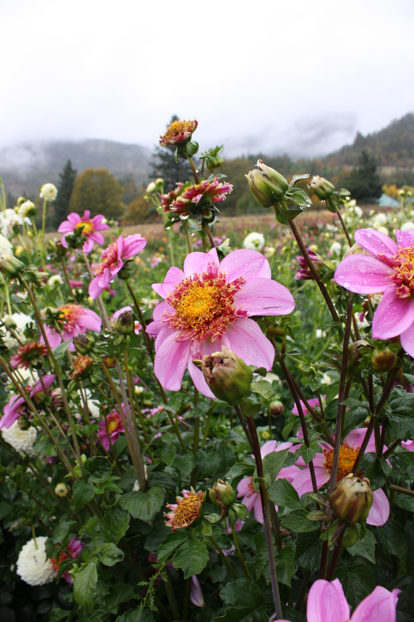 Dad's Favorite Dahlia Tuber