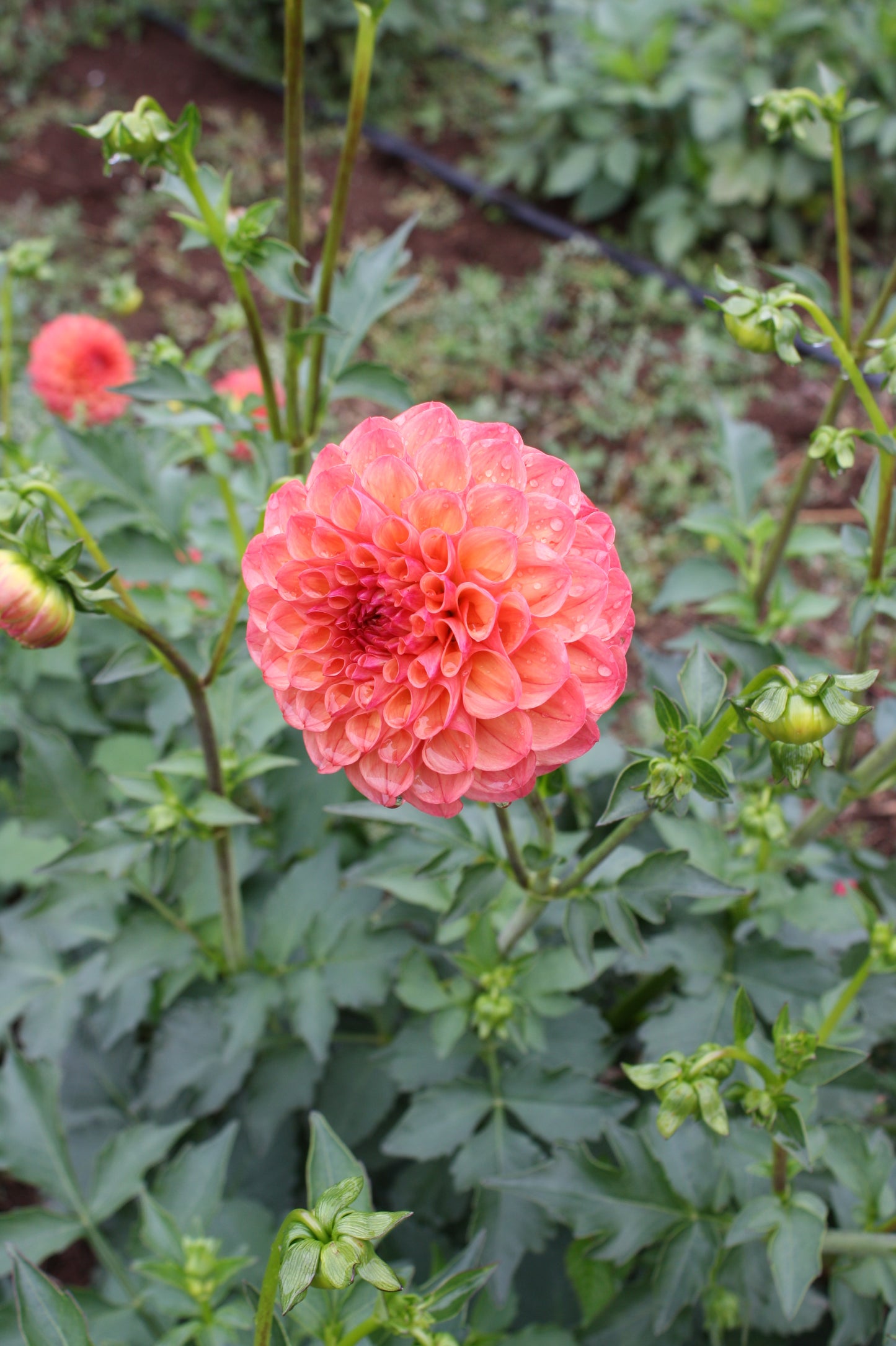 Robin Hood Dahlia Tuber
