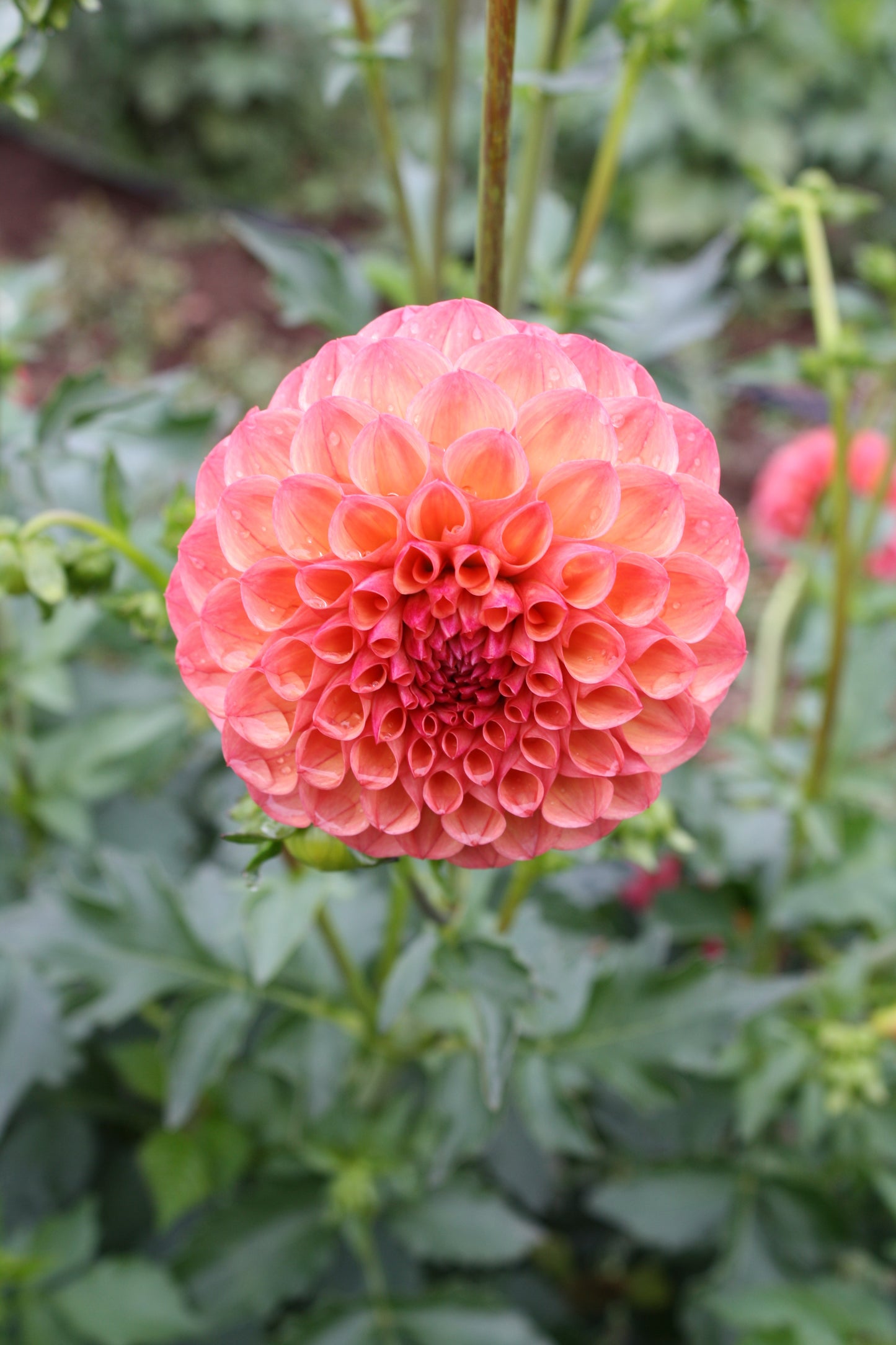 Robin Hood Dahlia Tuber