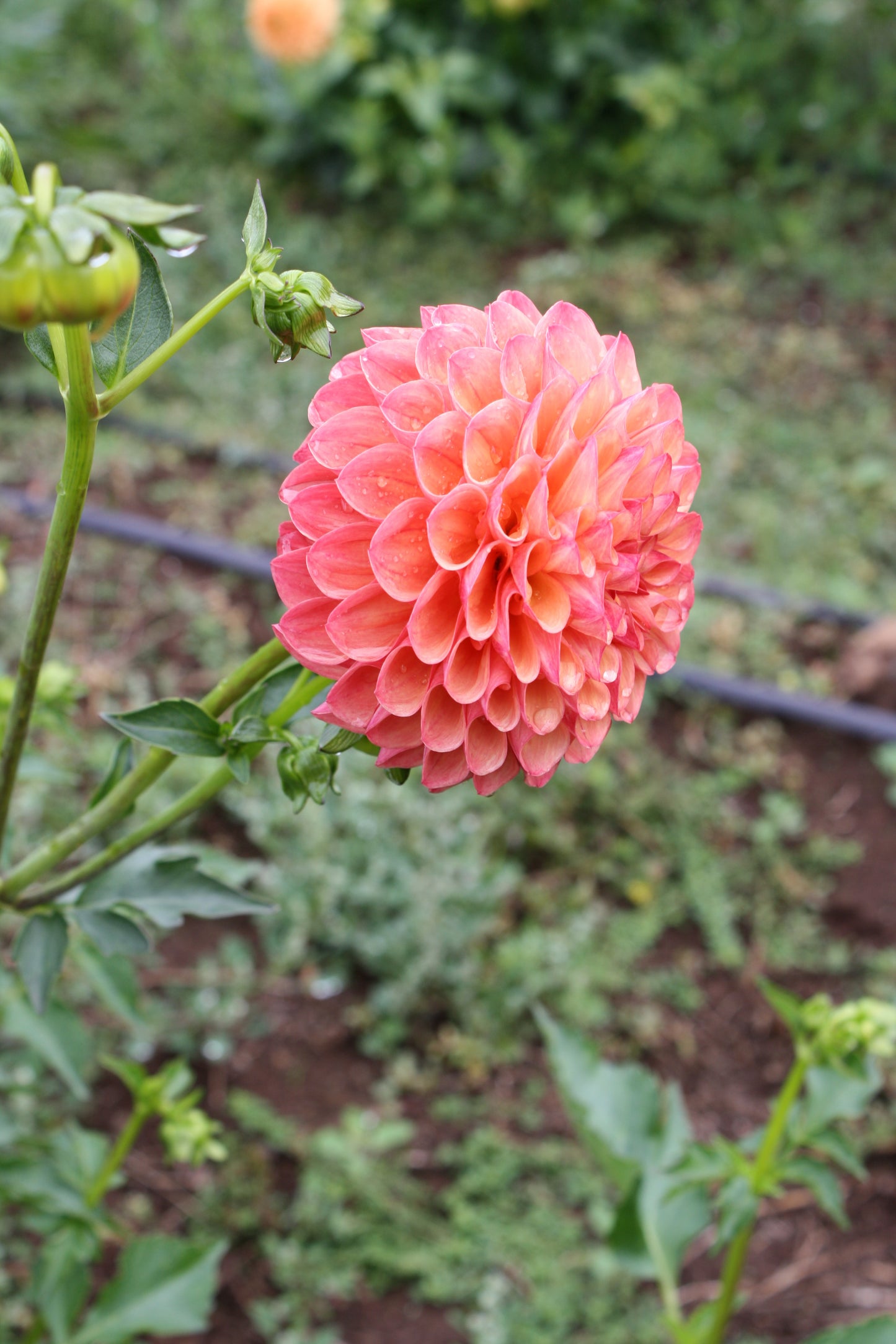 Robin Hood Dahlia Tuber
