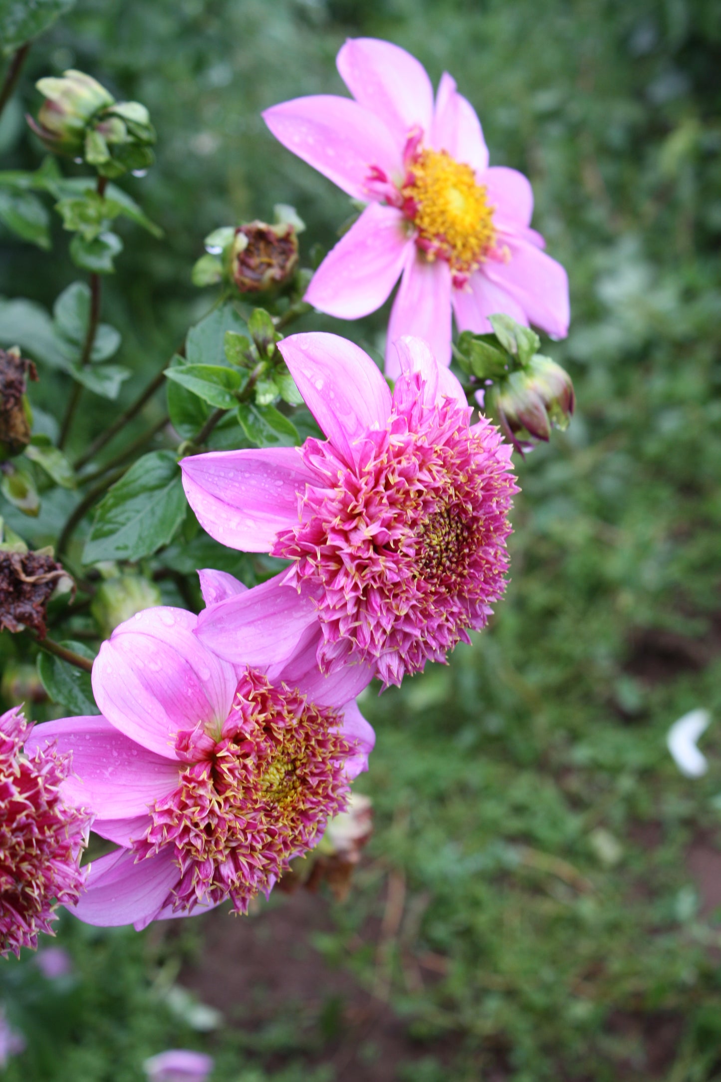 Dad's Favorite Dahlia Tuber