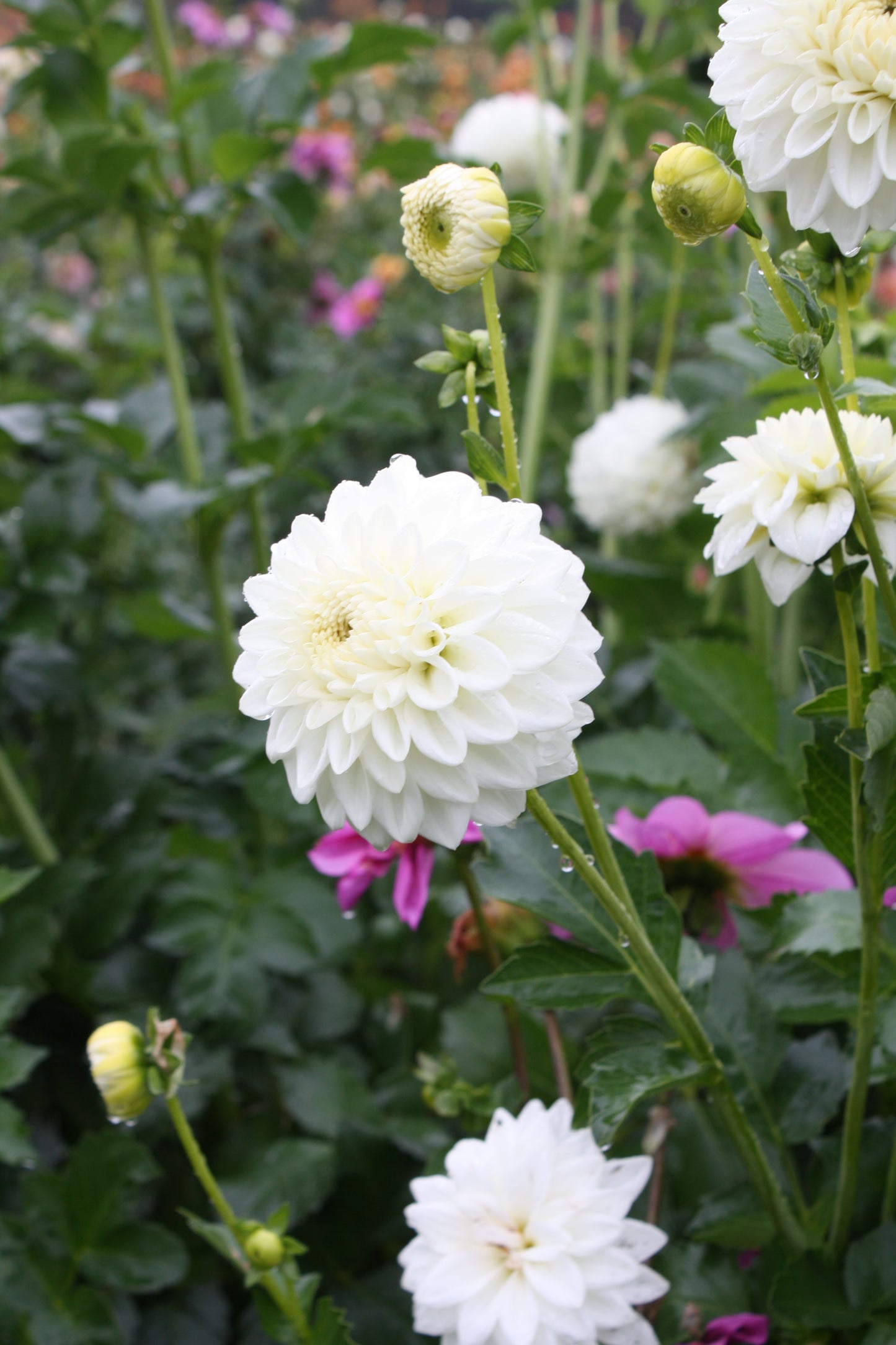 Blizzard Dahlia Tuber
