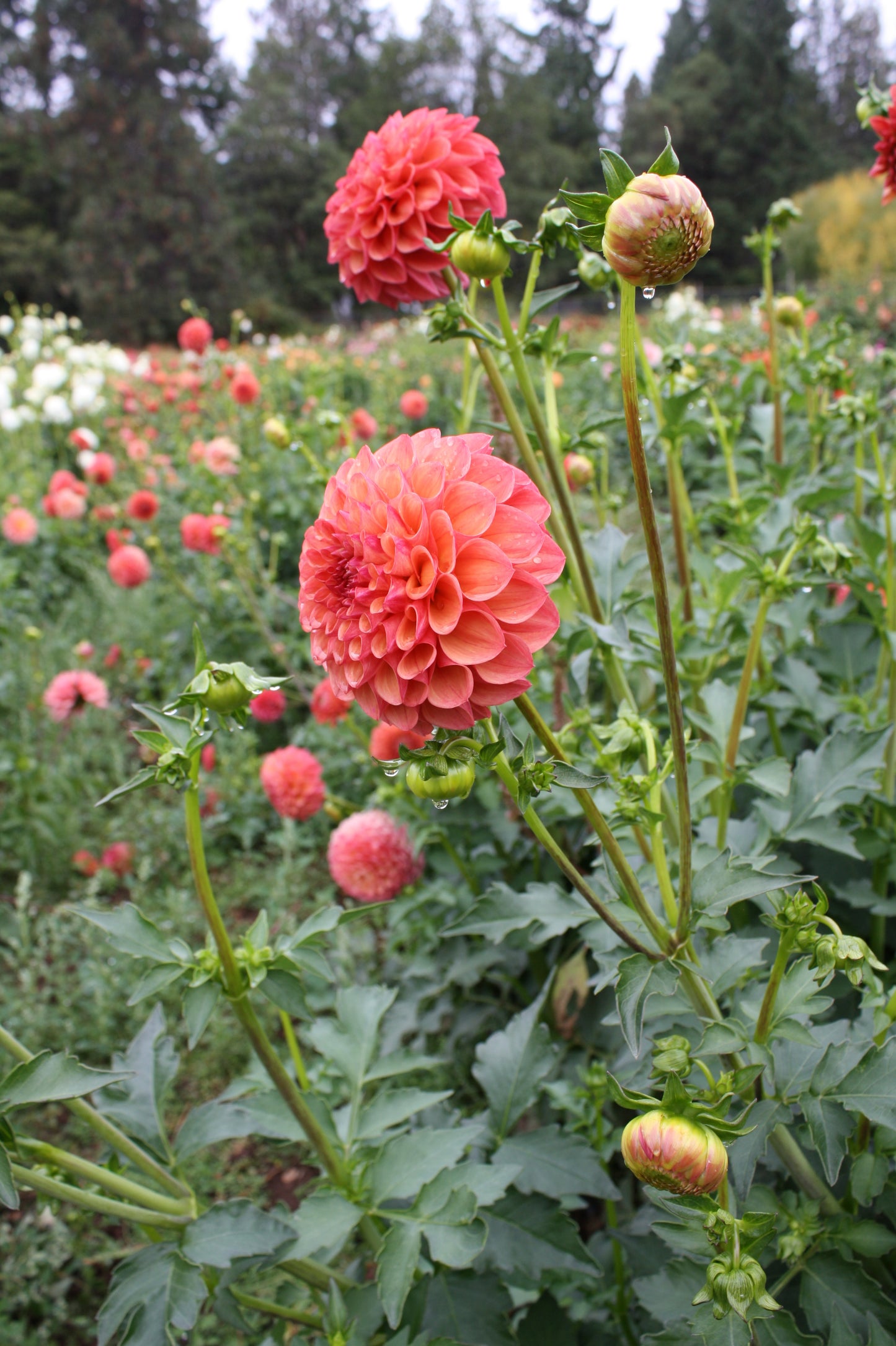 Robin Hood Dahlia Tuber