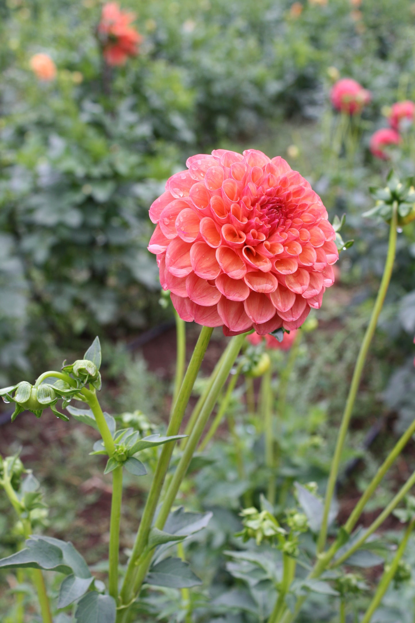 Robin Hood Dahlia Tuber