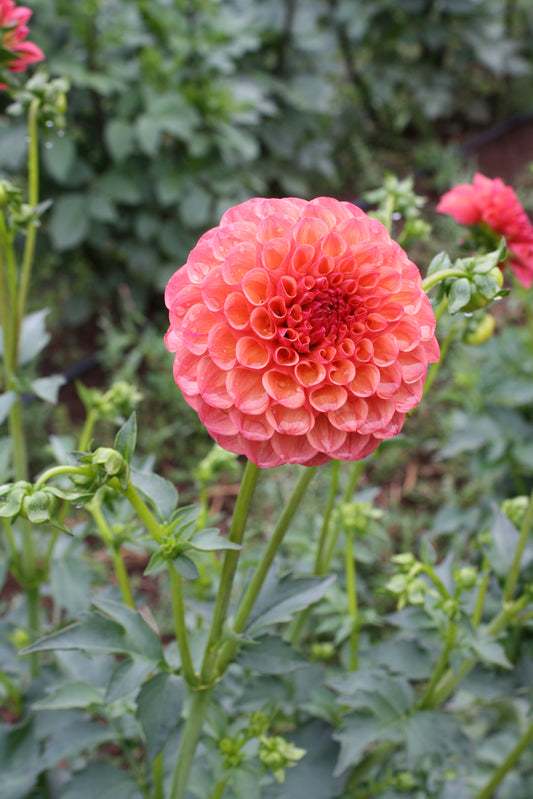 Robin Hood Dahlia Tuber