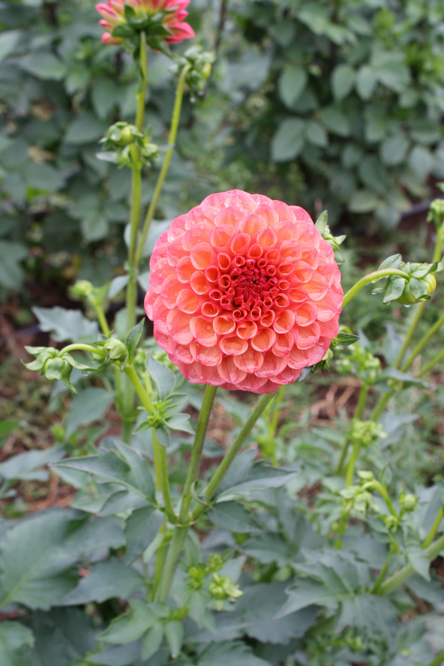 Robin Hood Dahlia Tuber