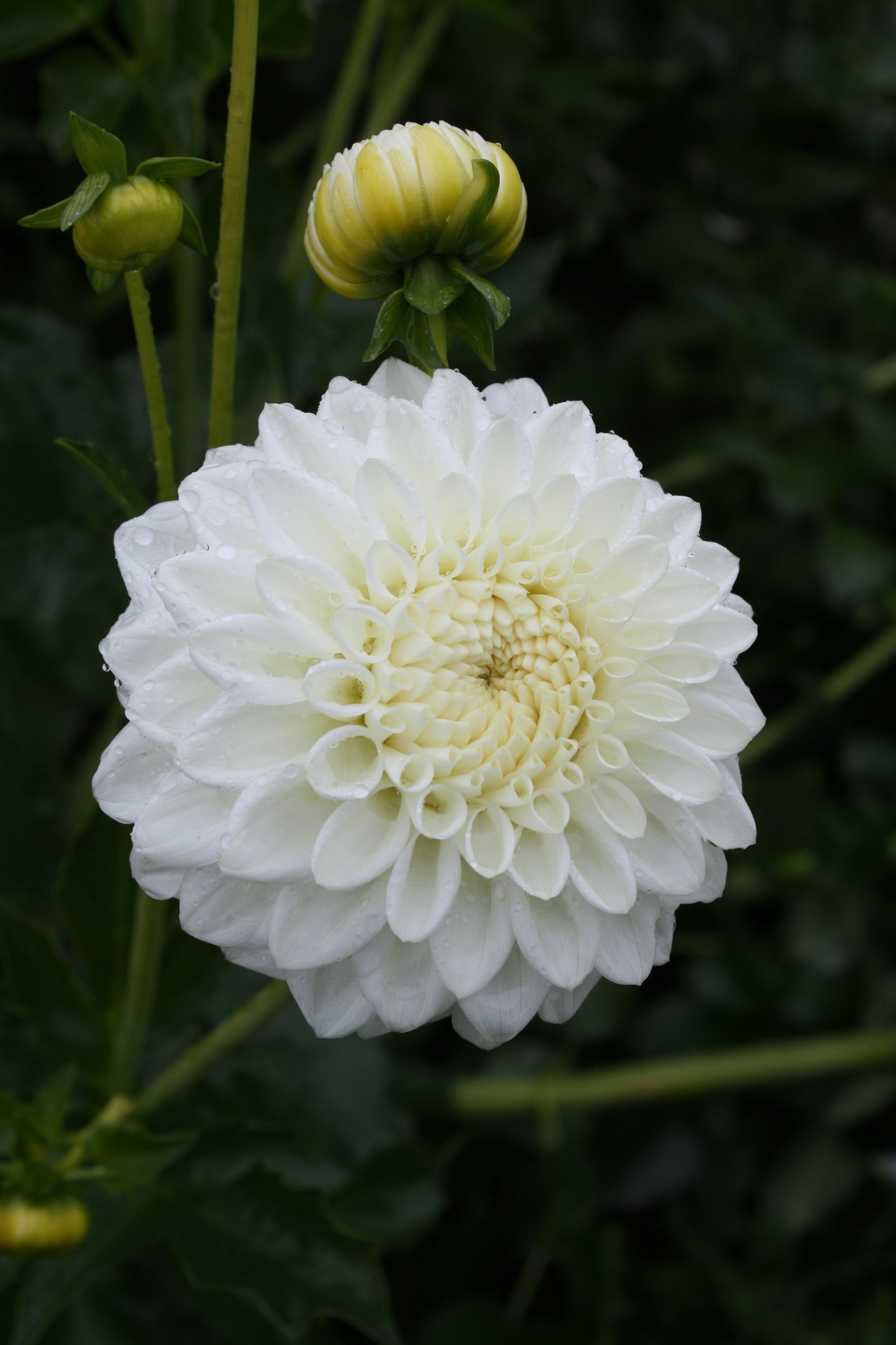Blizzard Dahlia Tuber