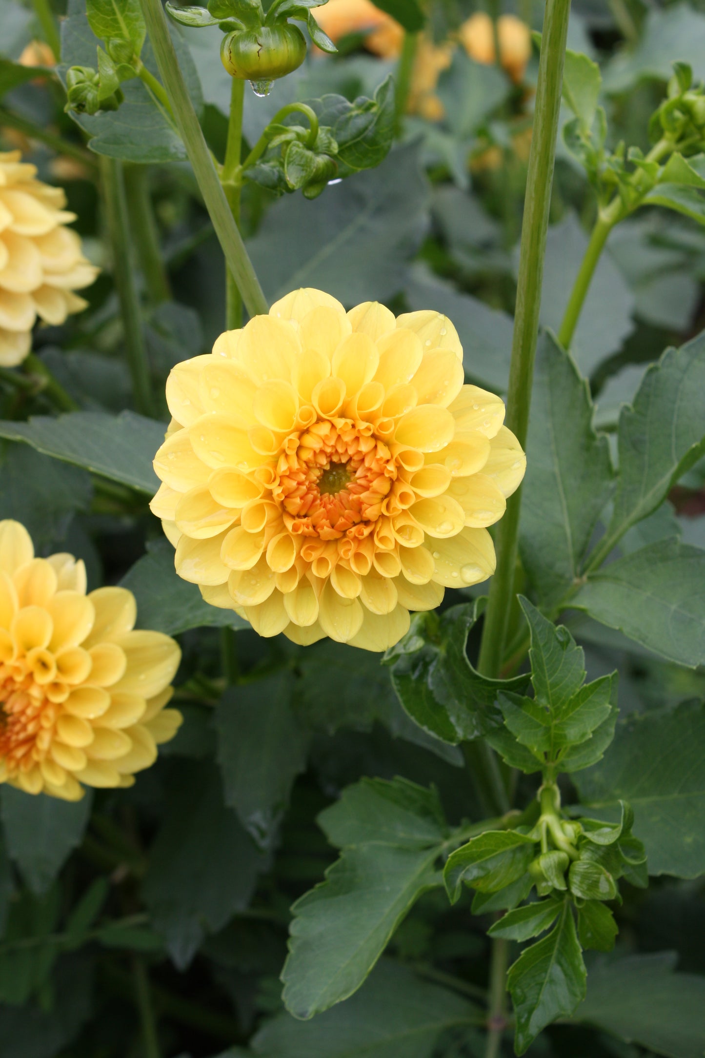 Golden Scepter Dahlia Tuber