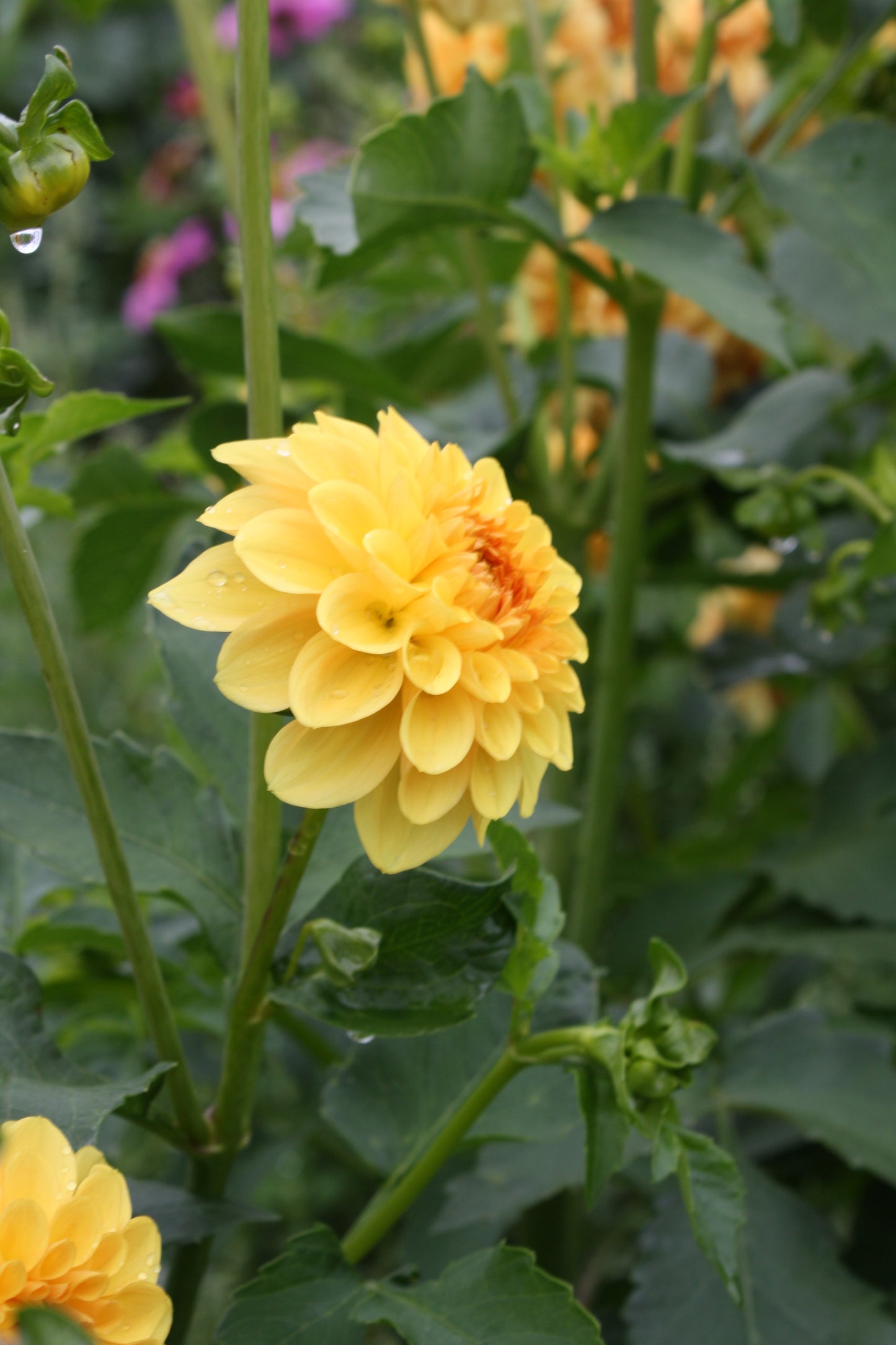 Golden Scepter Dahlia Tuber