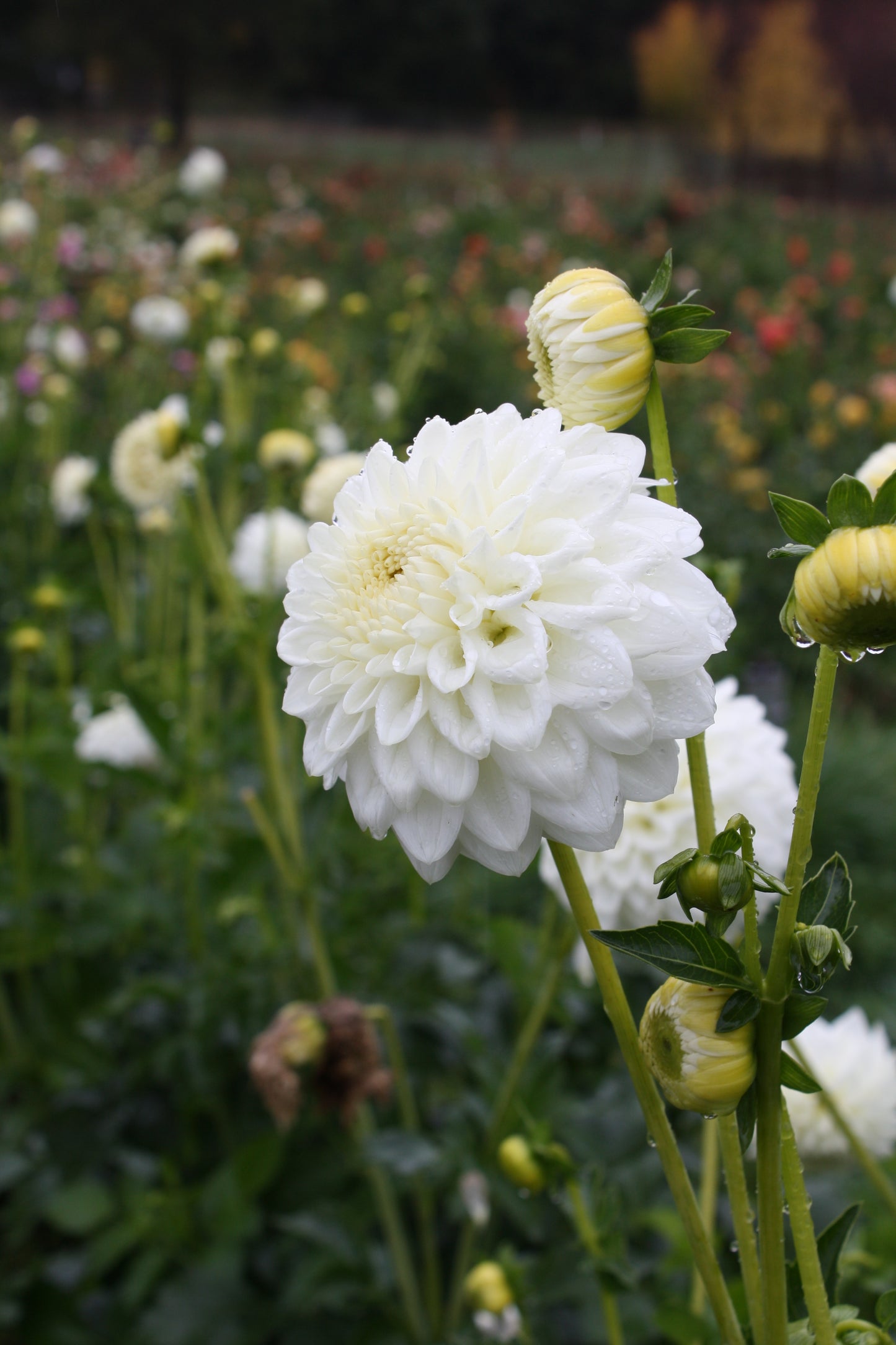 Blizzard Dahlia Tuber