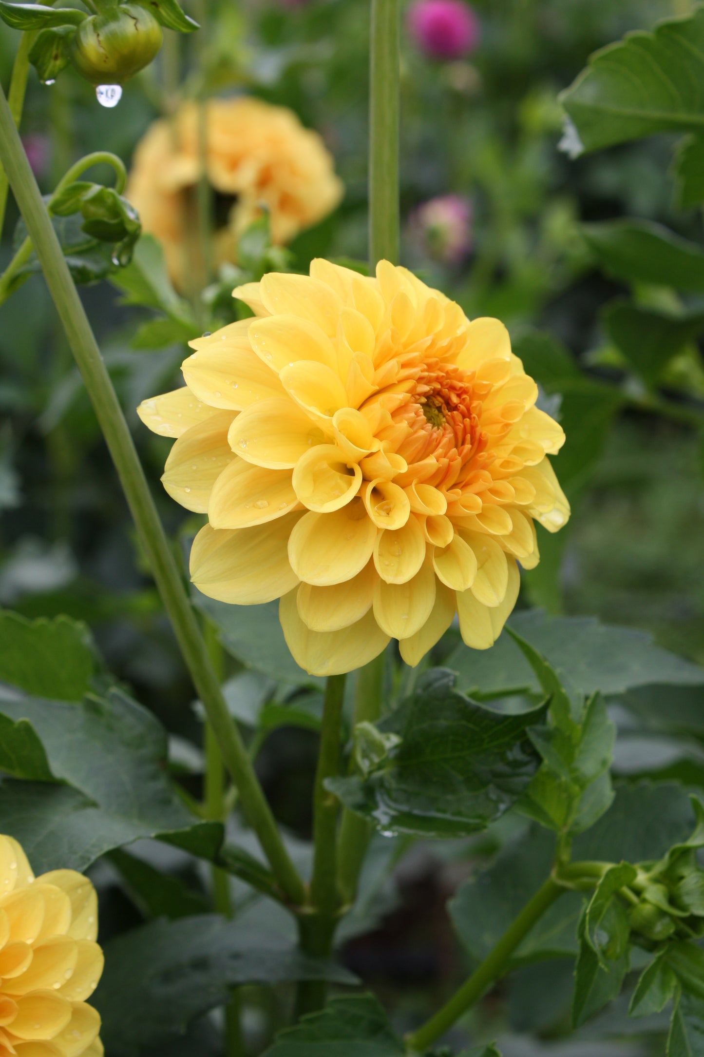 Golden Scepter Dahlia Tuber