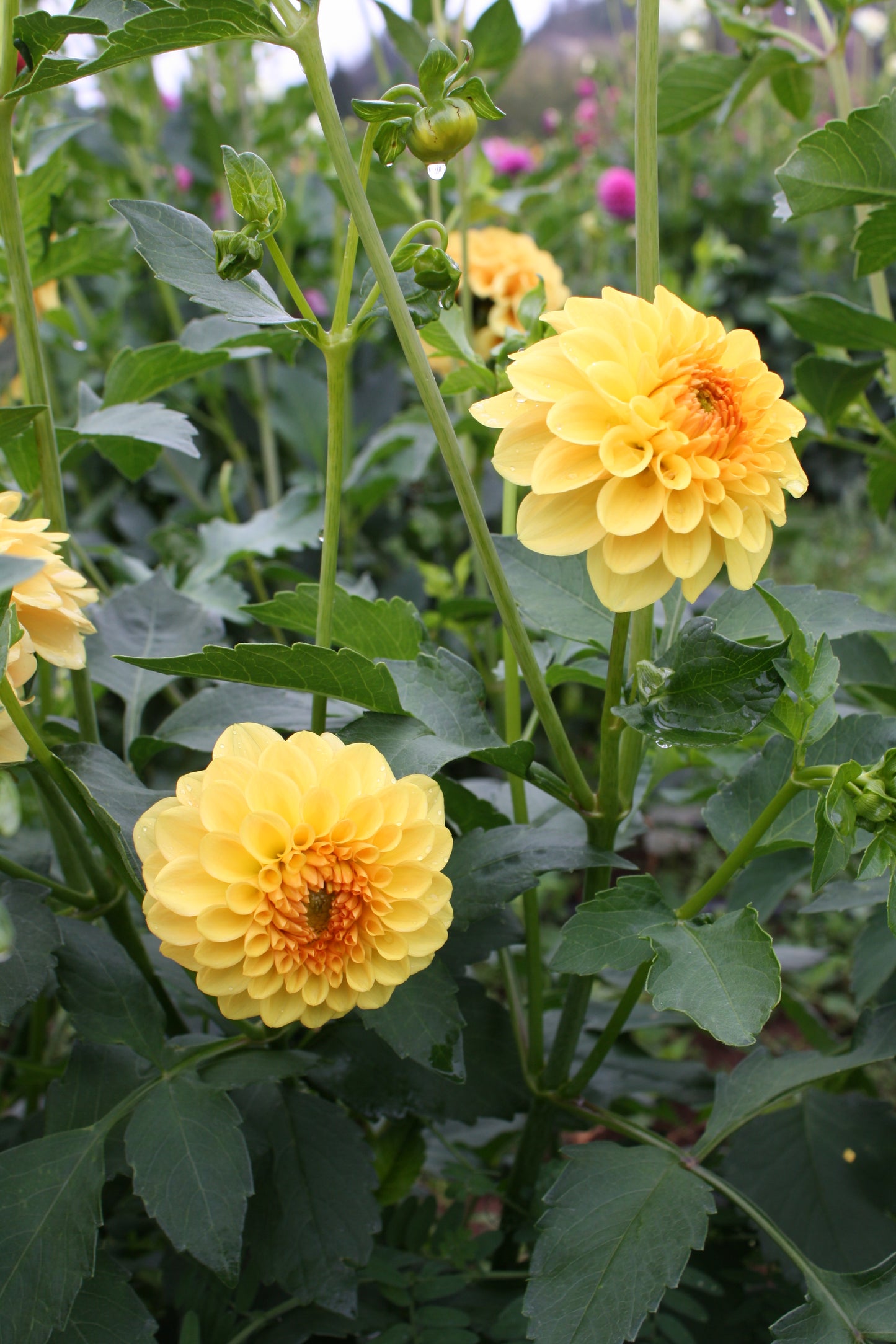 Golden Scepter Dahlia Tuber