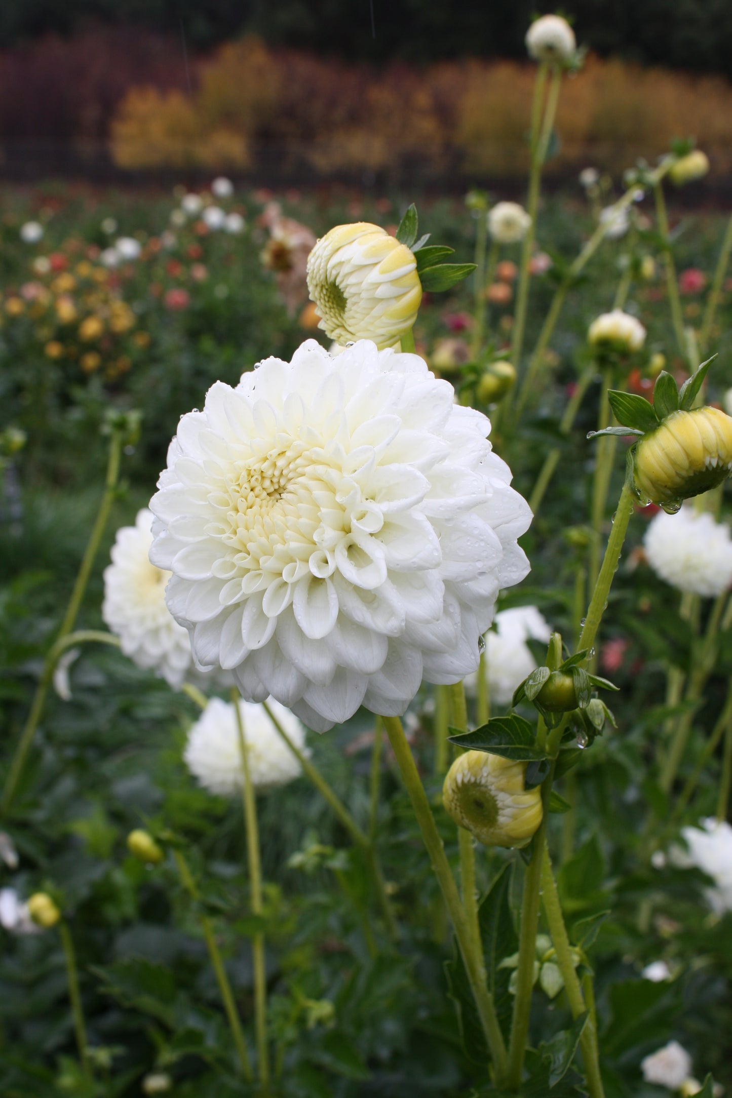 Blizzard Dahlia Tuber