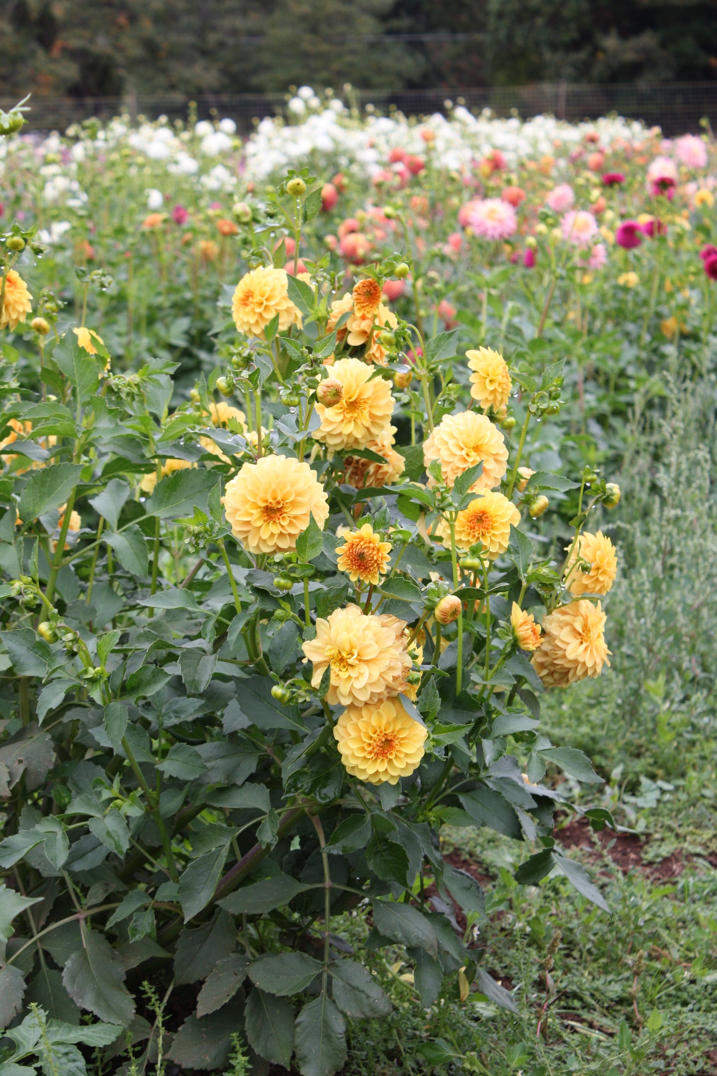 Golden Scepter Dahlia Tuber