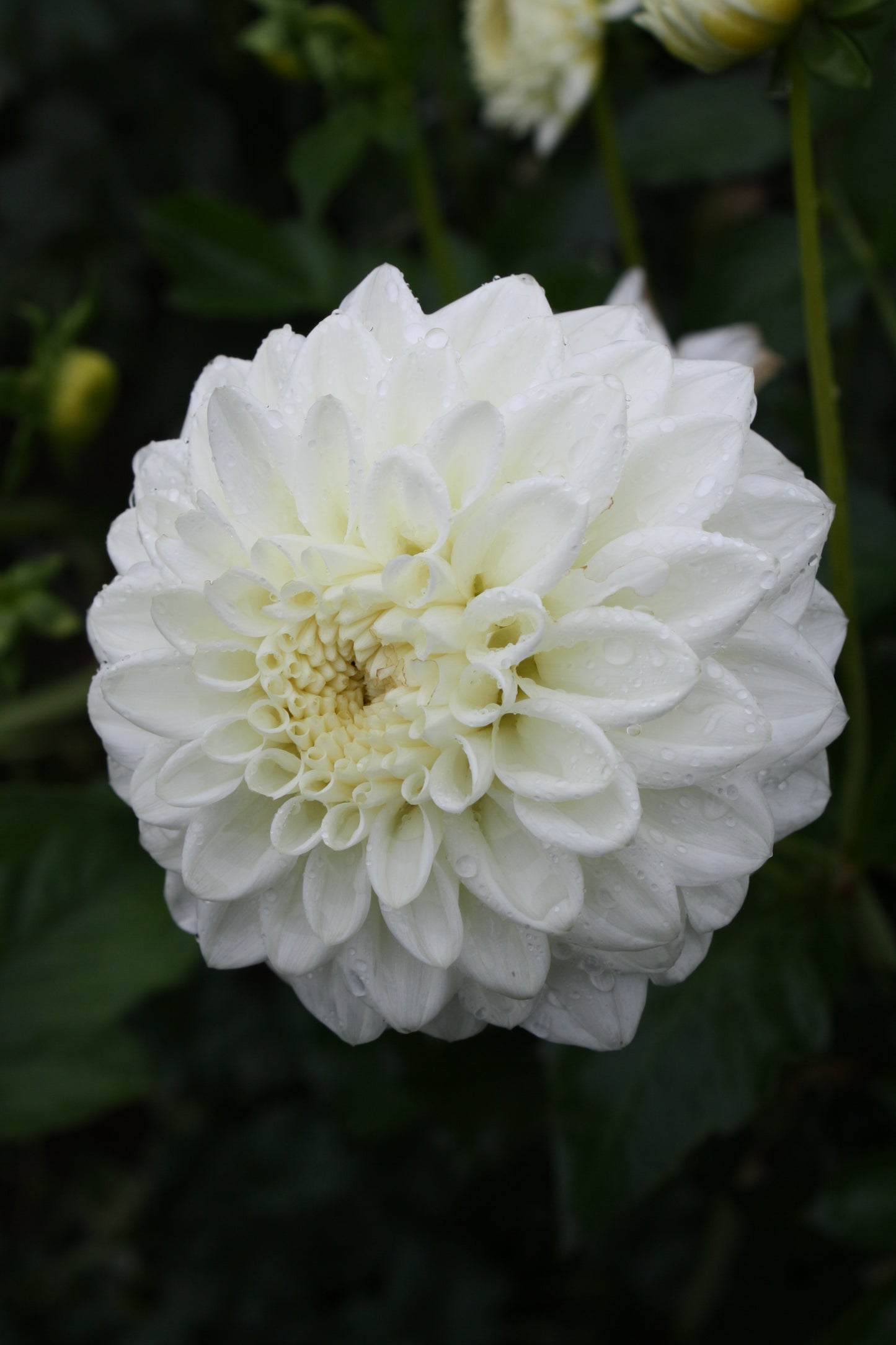 Blizzard Dahlia Tuber