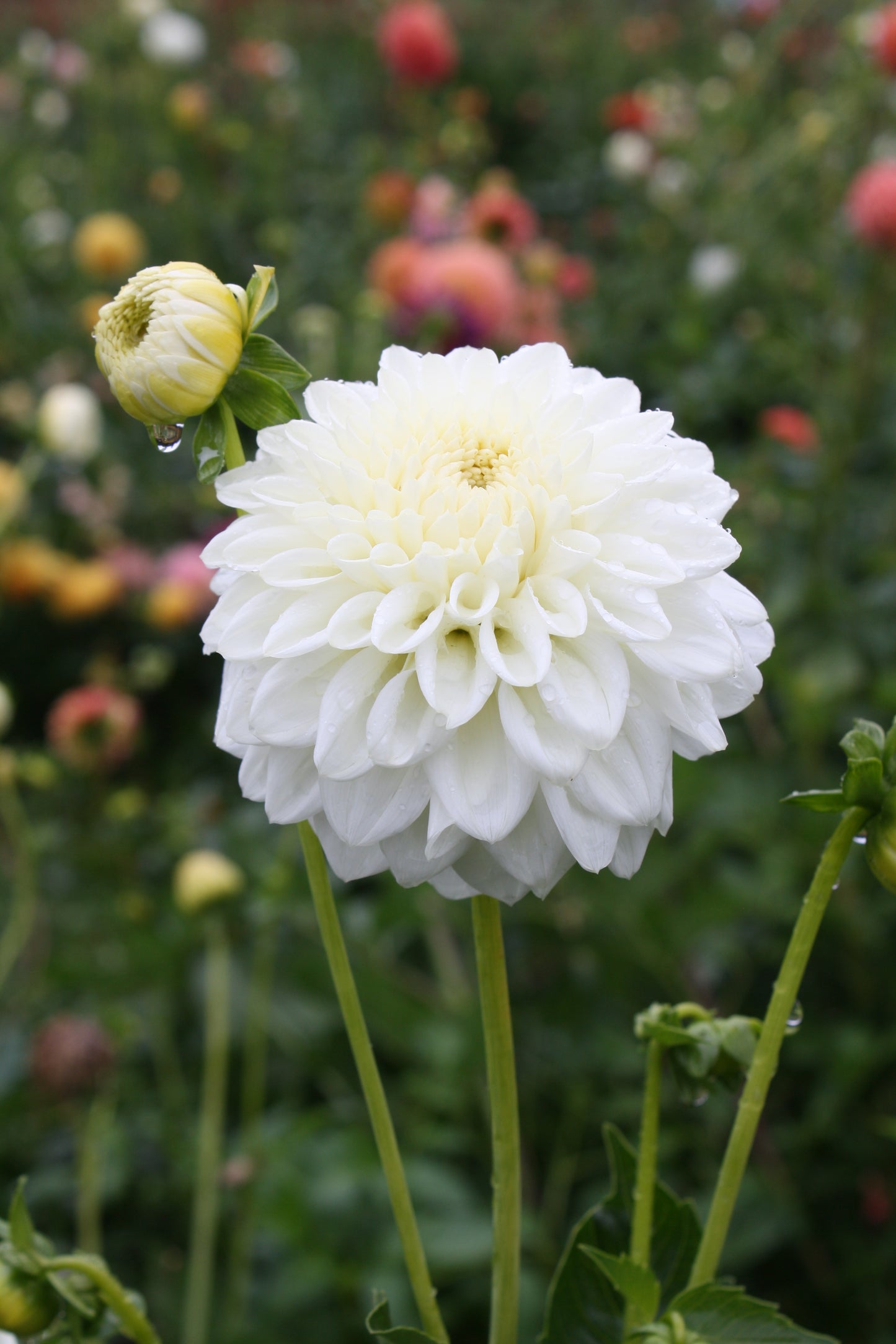 Blizzard Dahlia Tuber