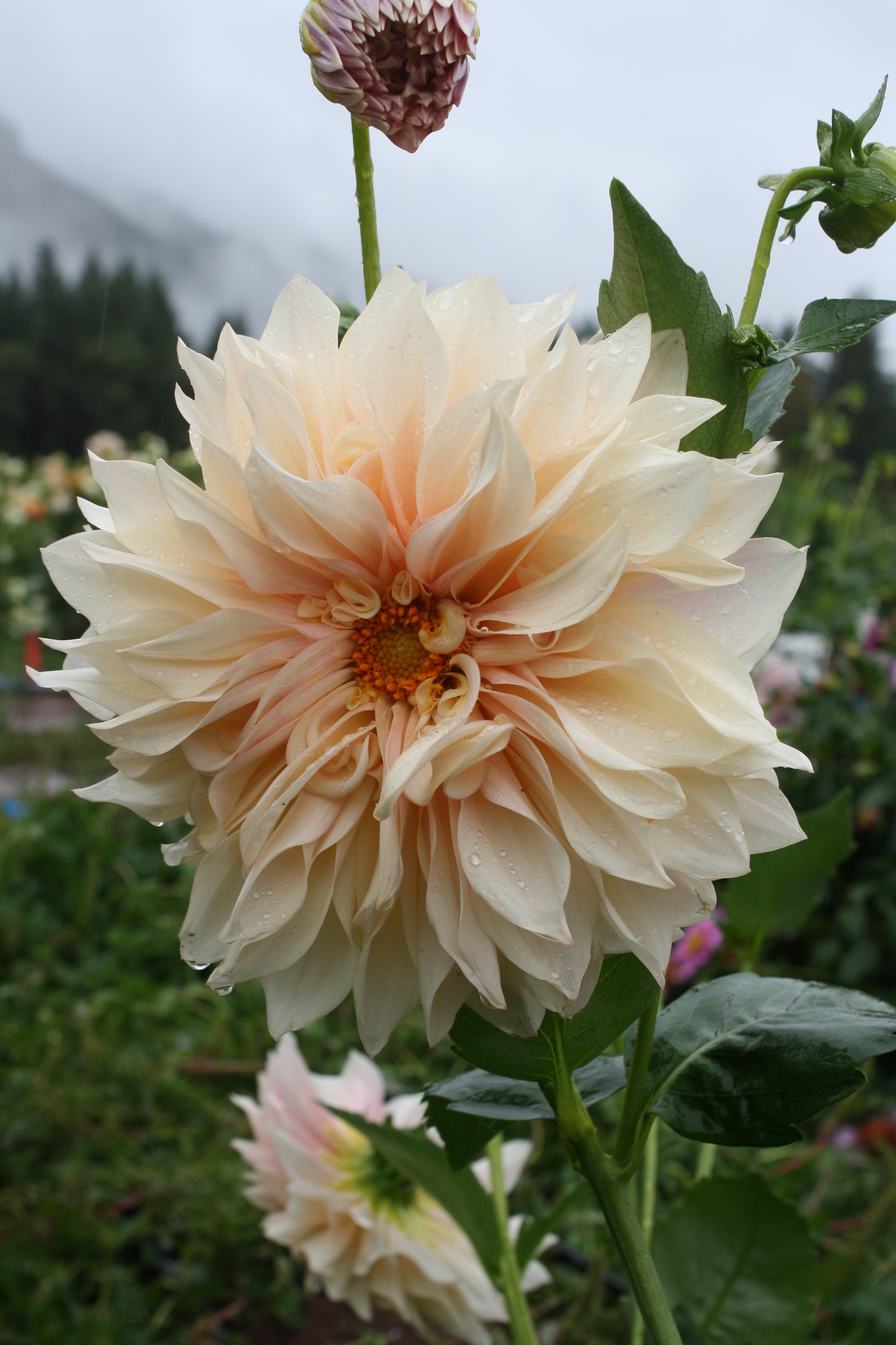 Cafe au Lait Dahlia Tuber