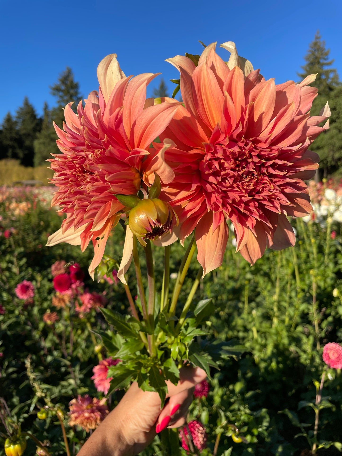 Fairway Spur Dahlia Tuber
