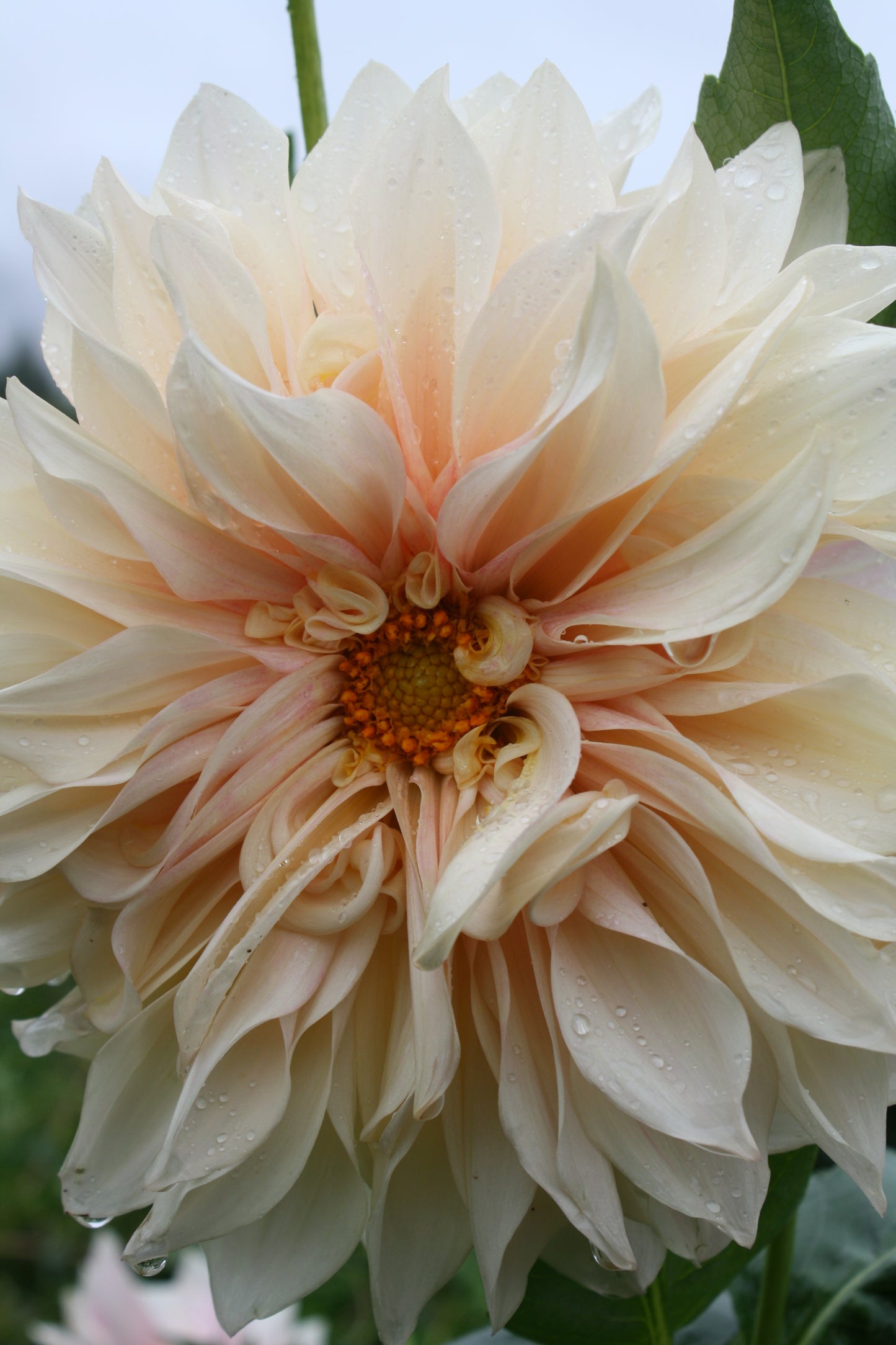 Cafe au Lait Dahlia Tuber