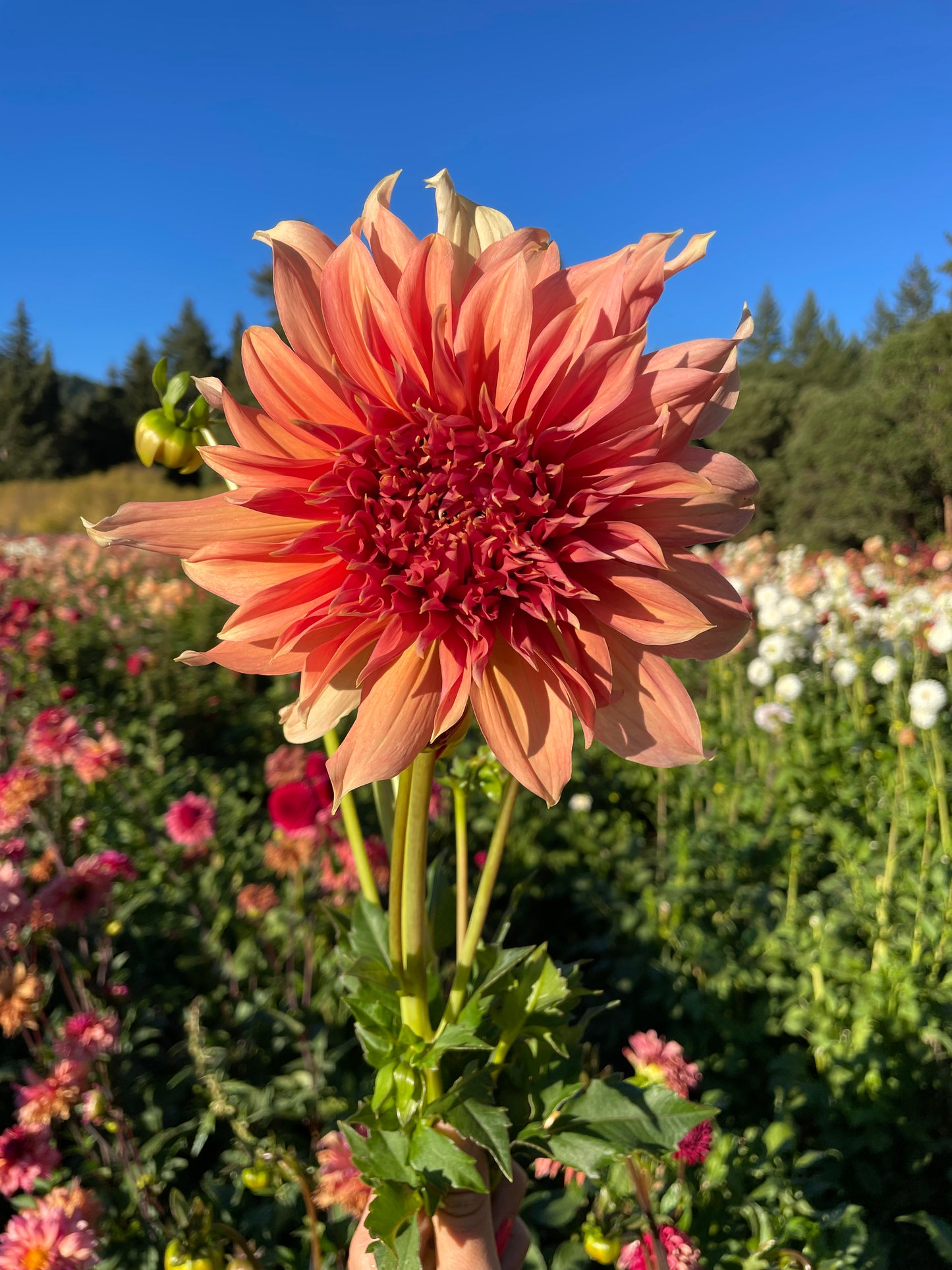 Fairway Spur Dahlia Tuber