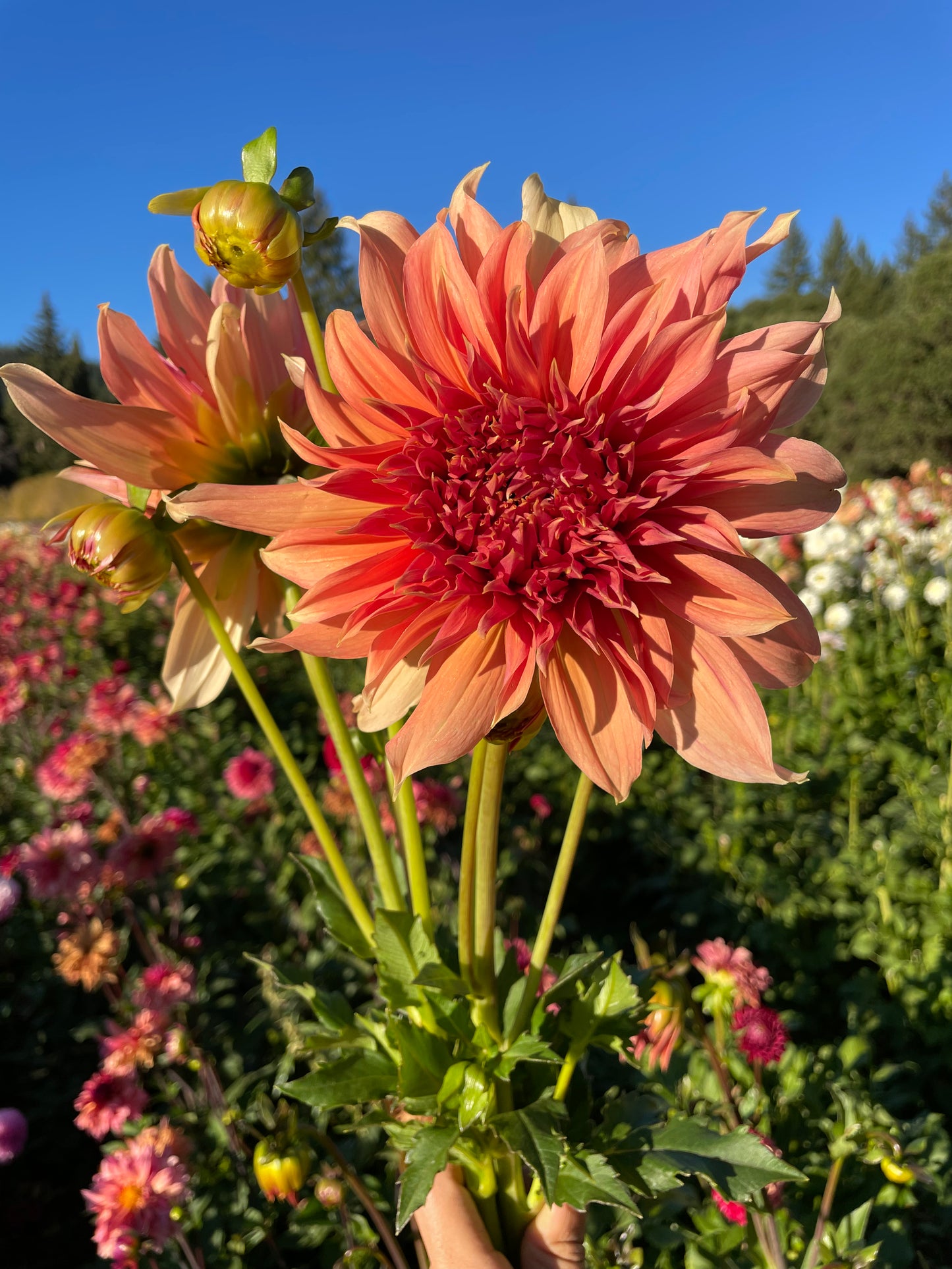 Fairway Spur Dahlia Tuber