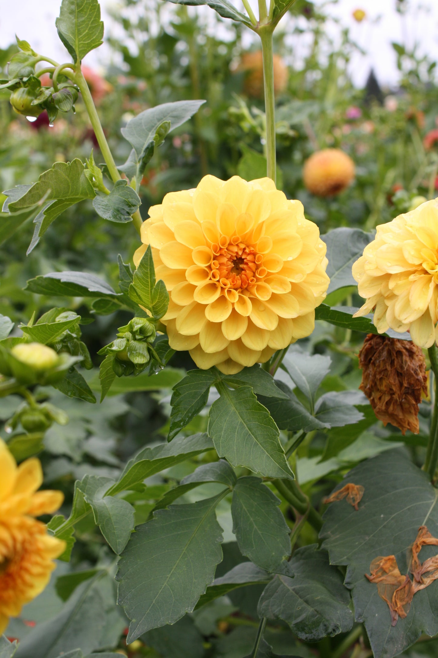 Golden Scepter Dahlia Tuber