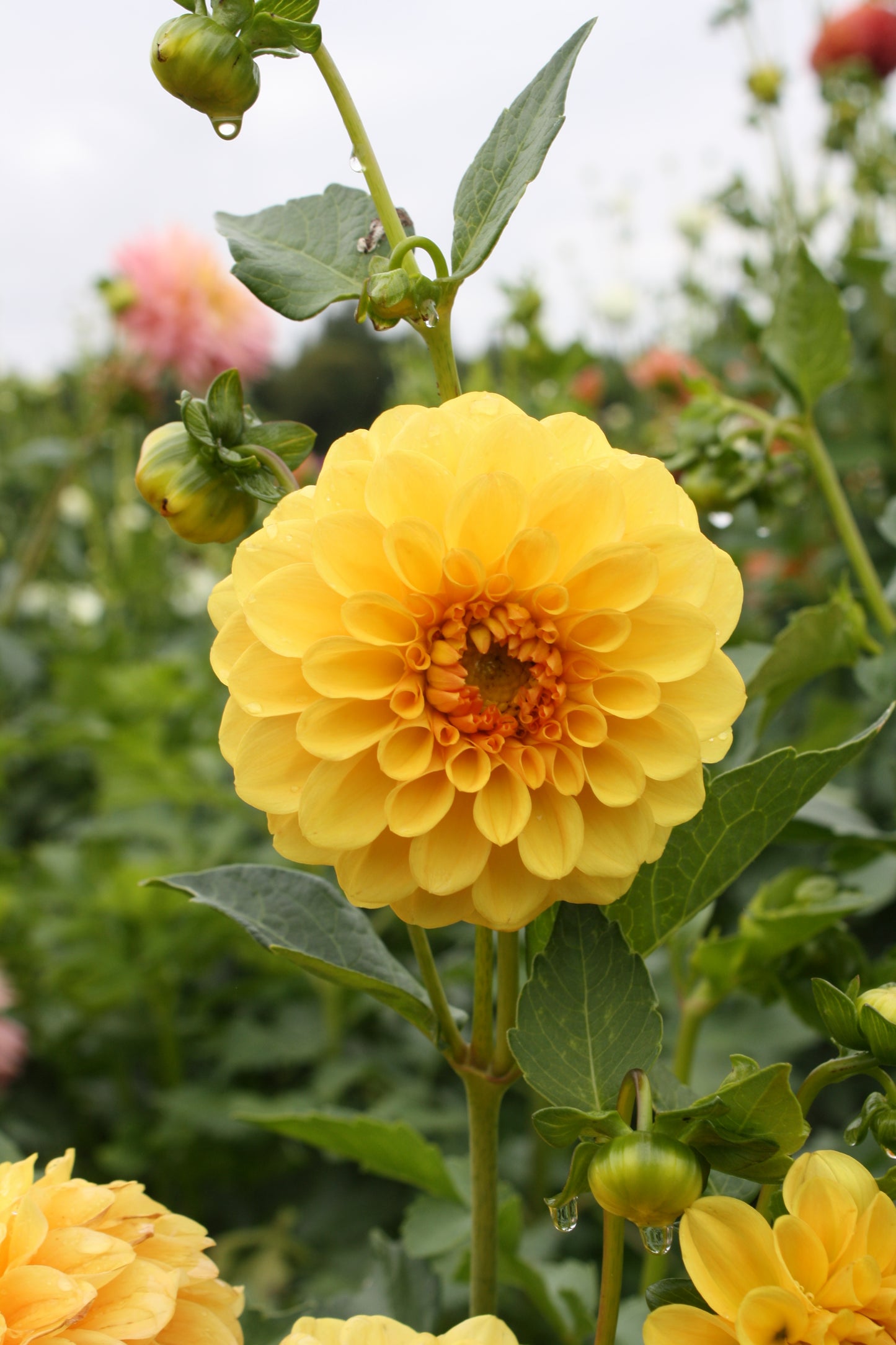 Golden Scepter Dahlia Tuber