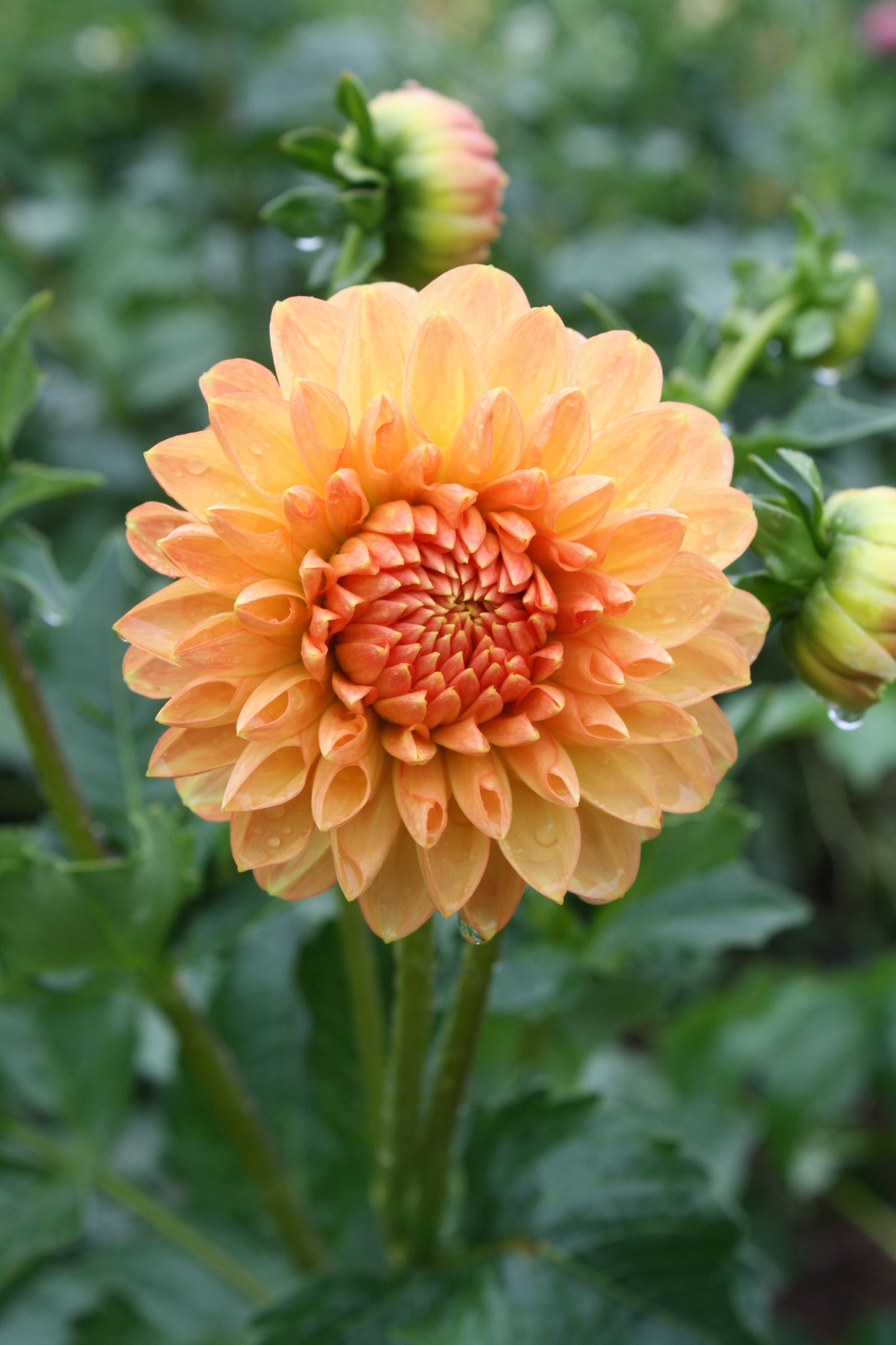 Lakeview Lucky Dahlia Tuber