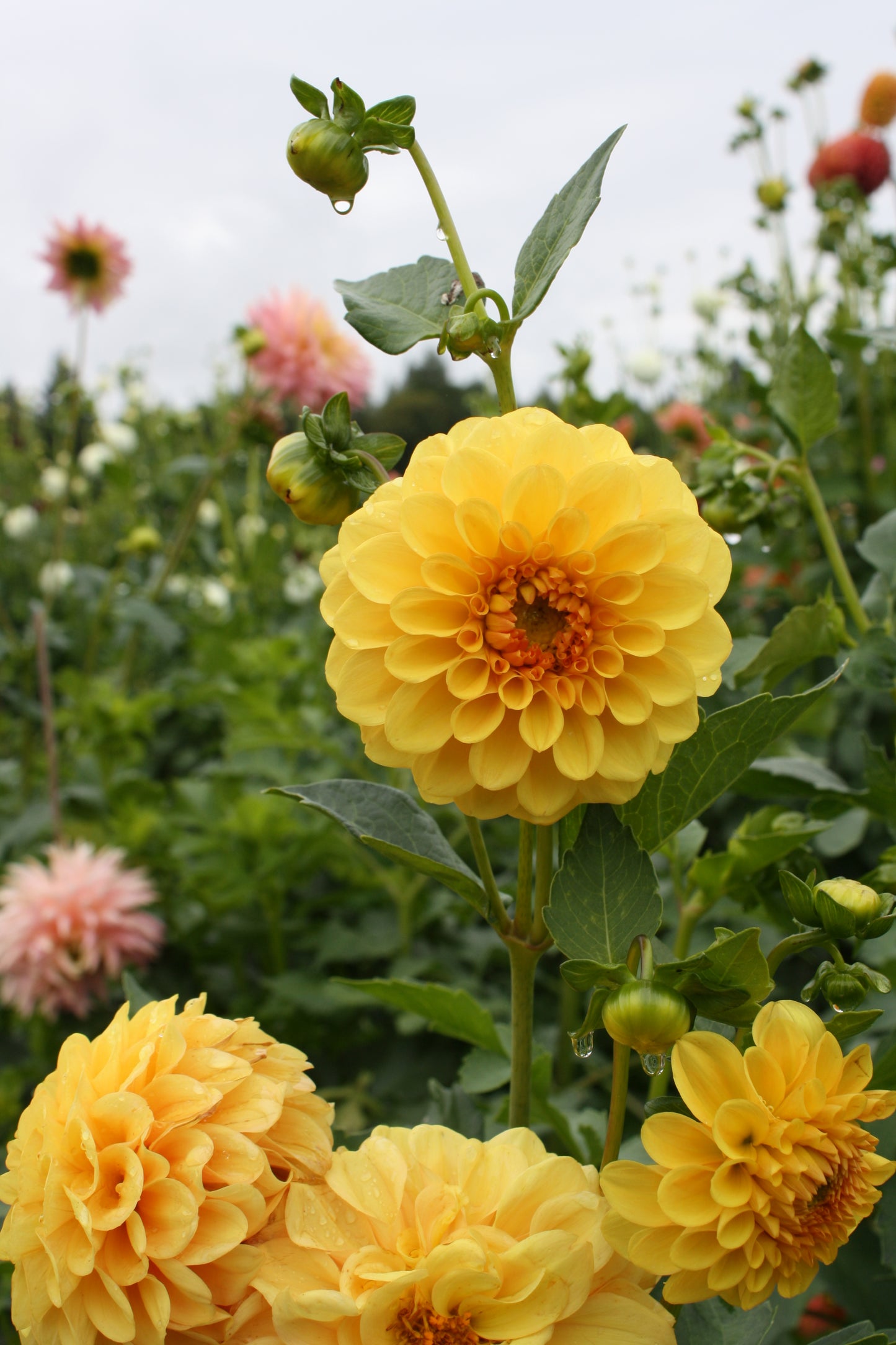 Golden Scepter Dahlia Tuber