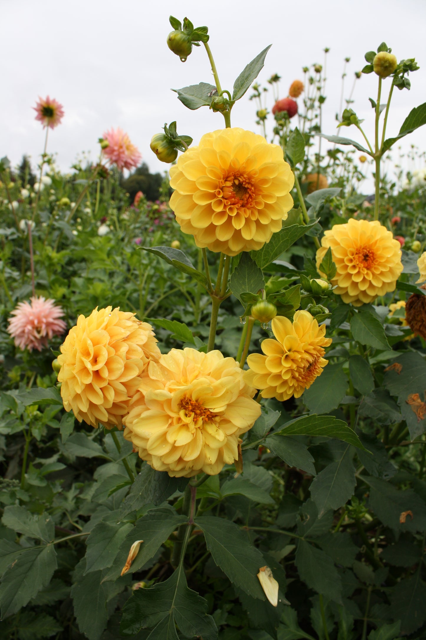 Golden Scepter Dahlia Tuber