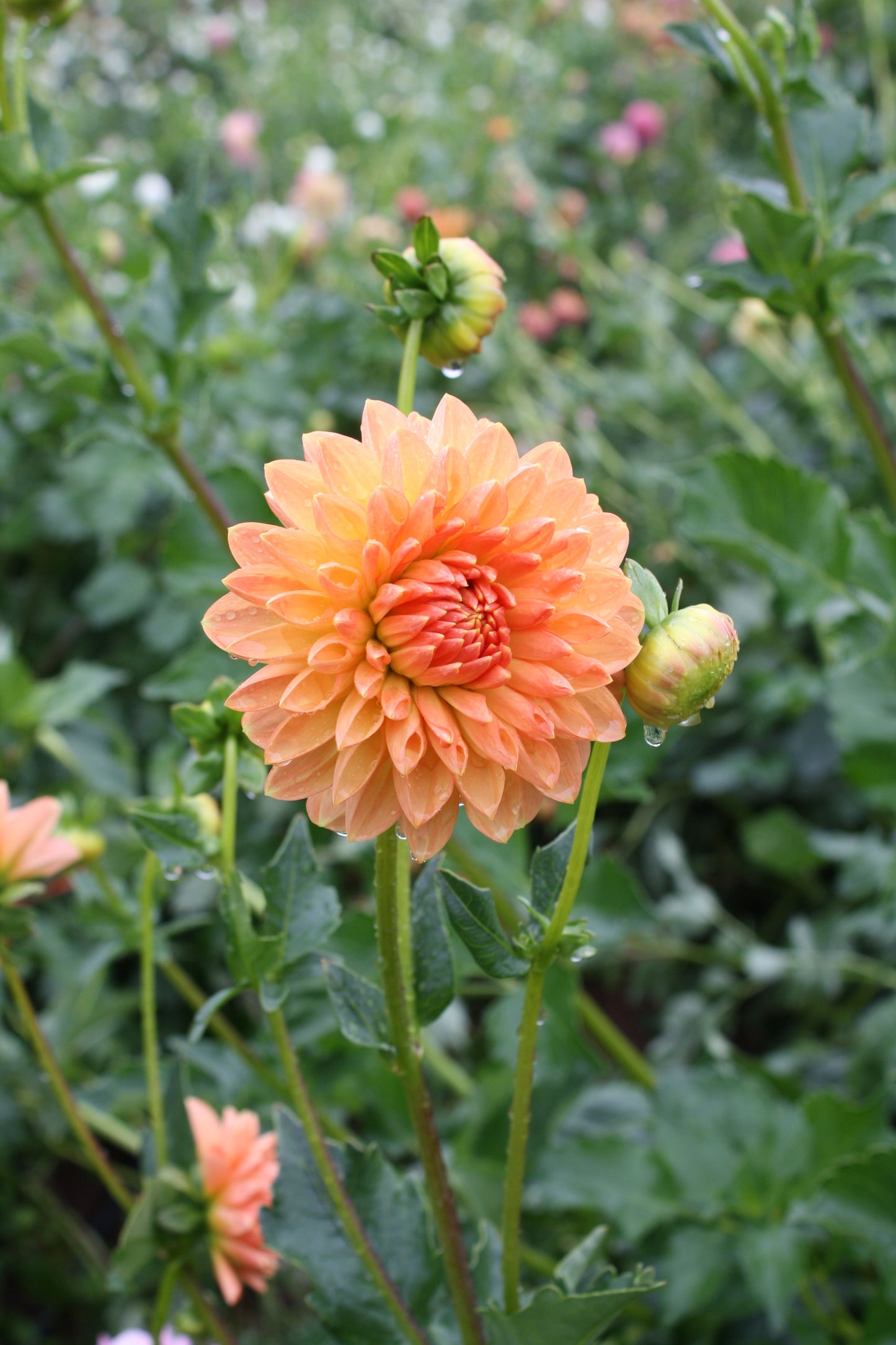 Lakeview Lucky Dahlia Tuber