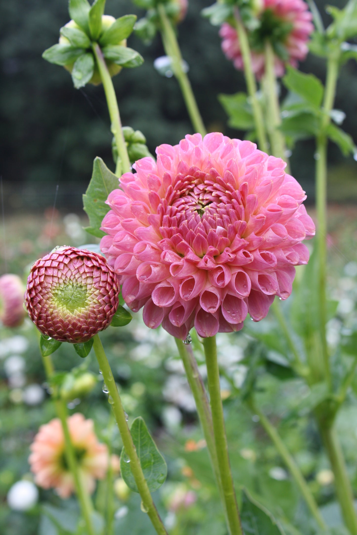 Clearview Peachy Dahlia Tuber