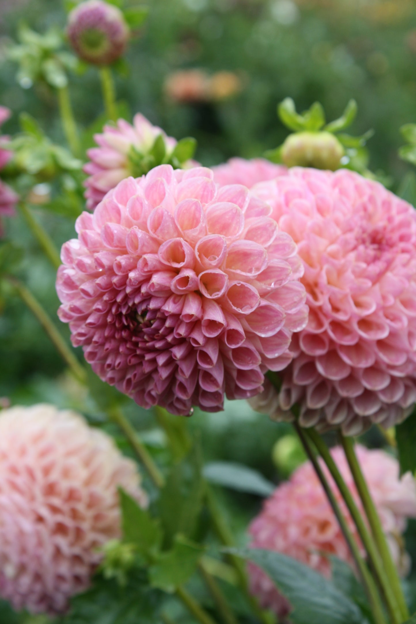 Clearview Peachy Dahlia Tuber