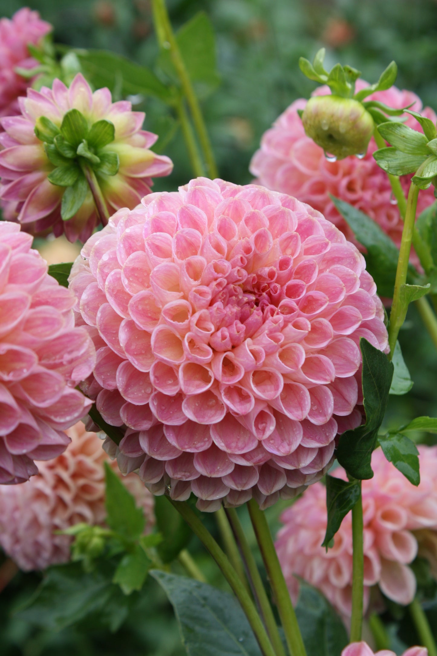 Clearview Peachy Dahlia Tuber