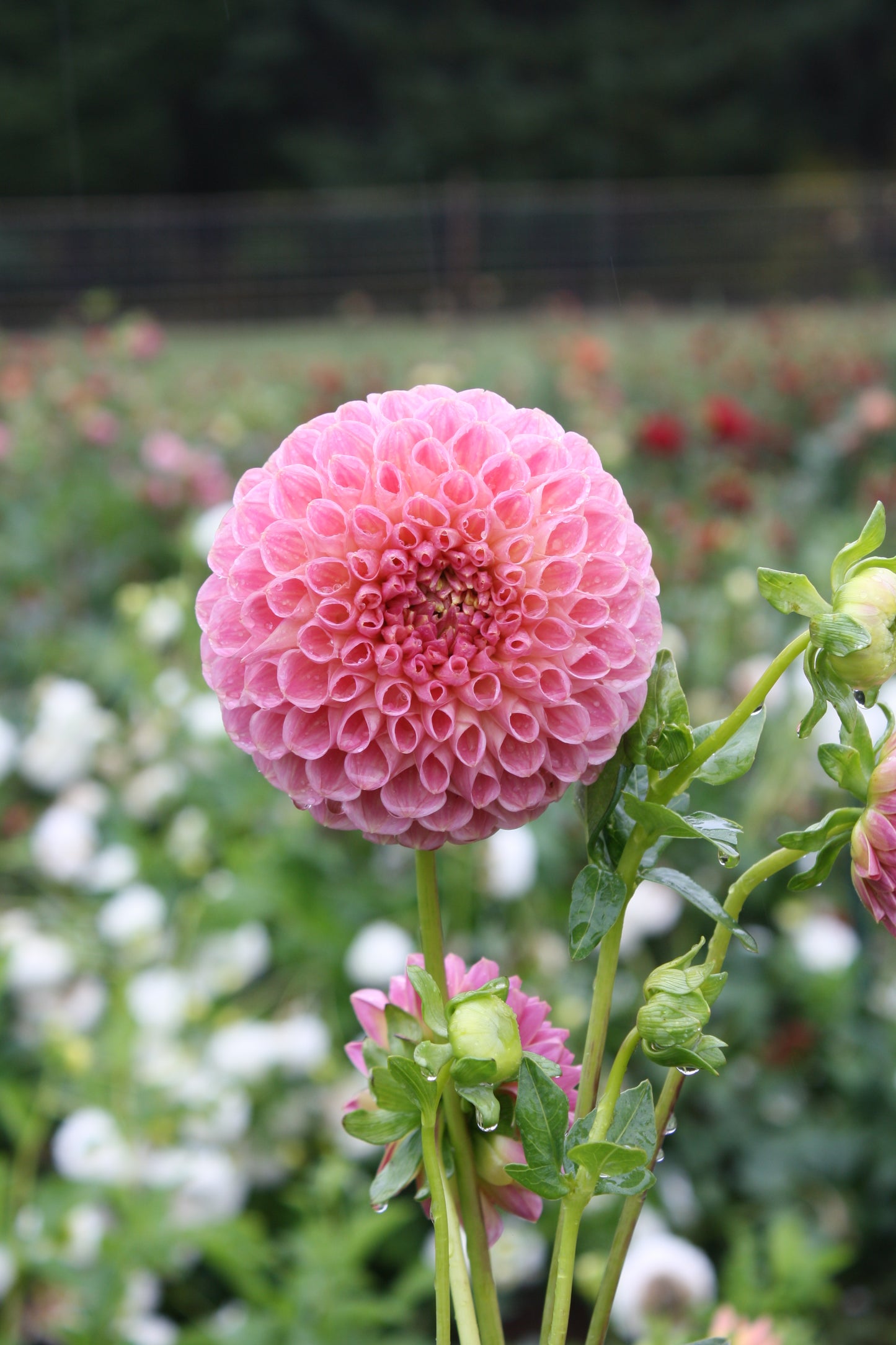 Clearview Peachy Dahlia Tuber