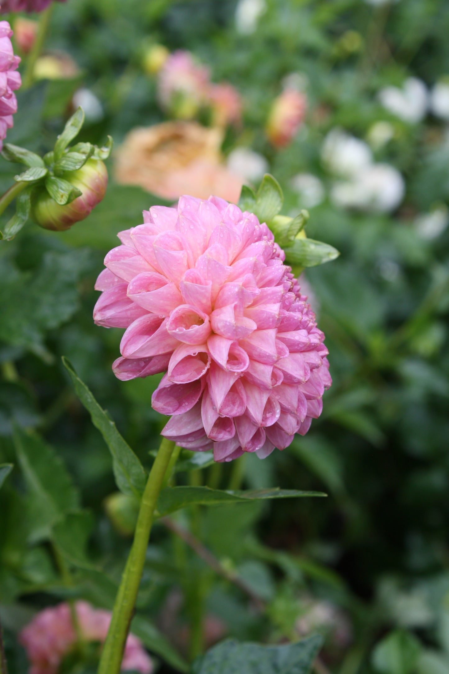Clearview Peachy Dahlia Tuber