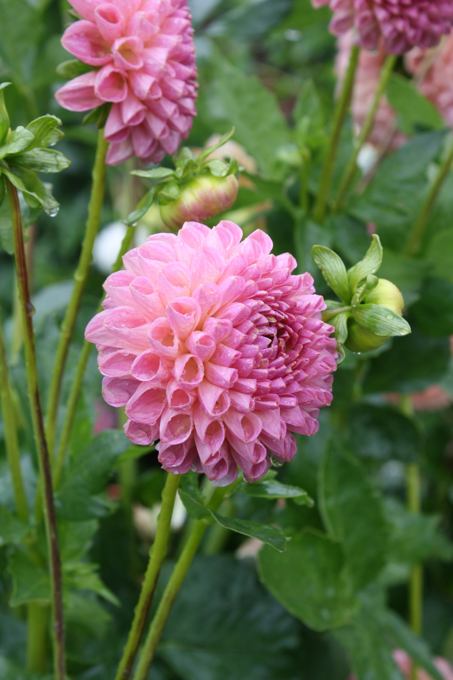 Clearview Peachy Dahlia Tuber