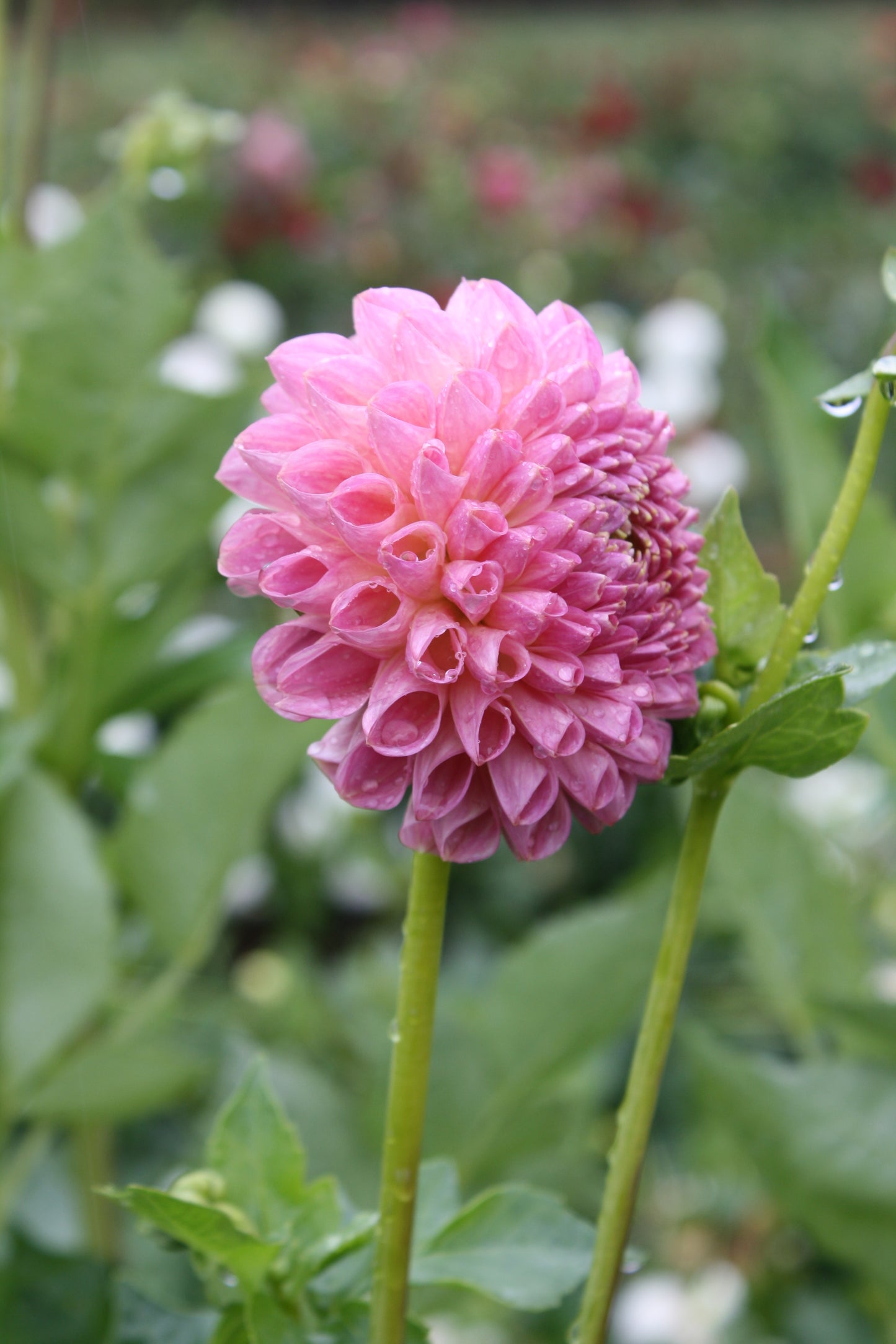 Clearview Peachy Dahlia Tuber