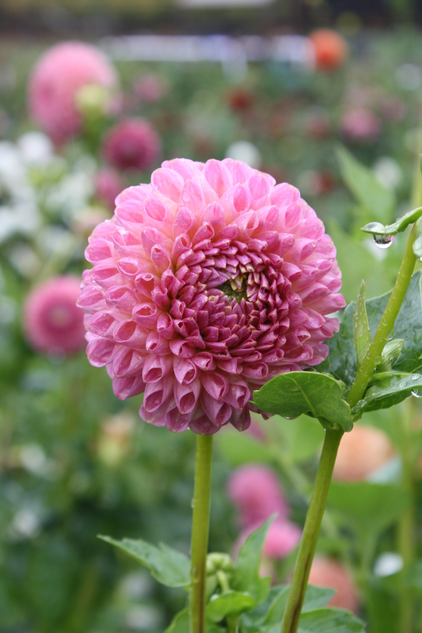 Clearview Peachy Dahlia Tuber