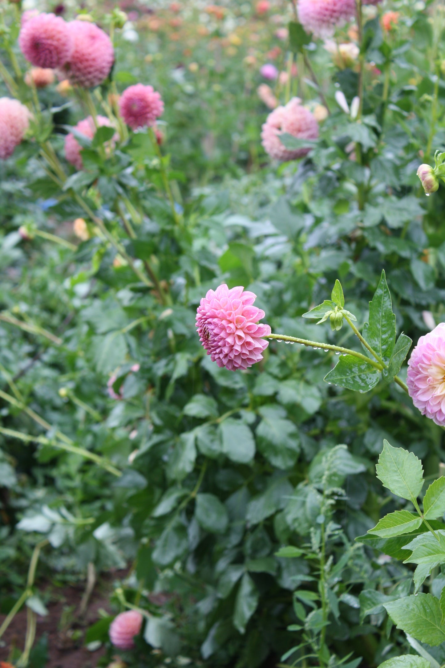 Clearview Peachy Dahlia Tuber
