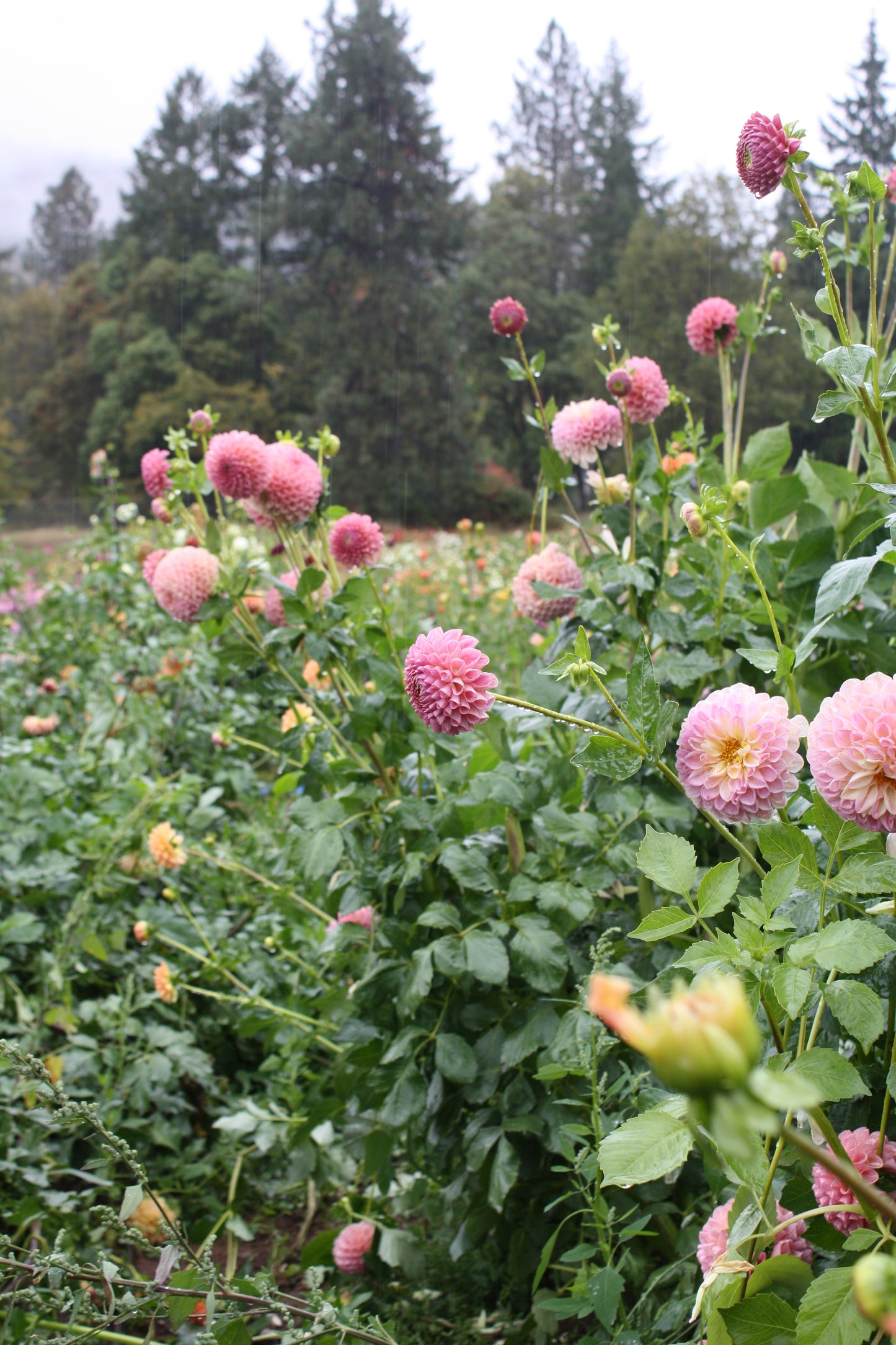 Clearview Peachy Dahlia Tuber