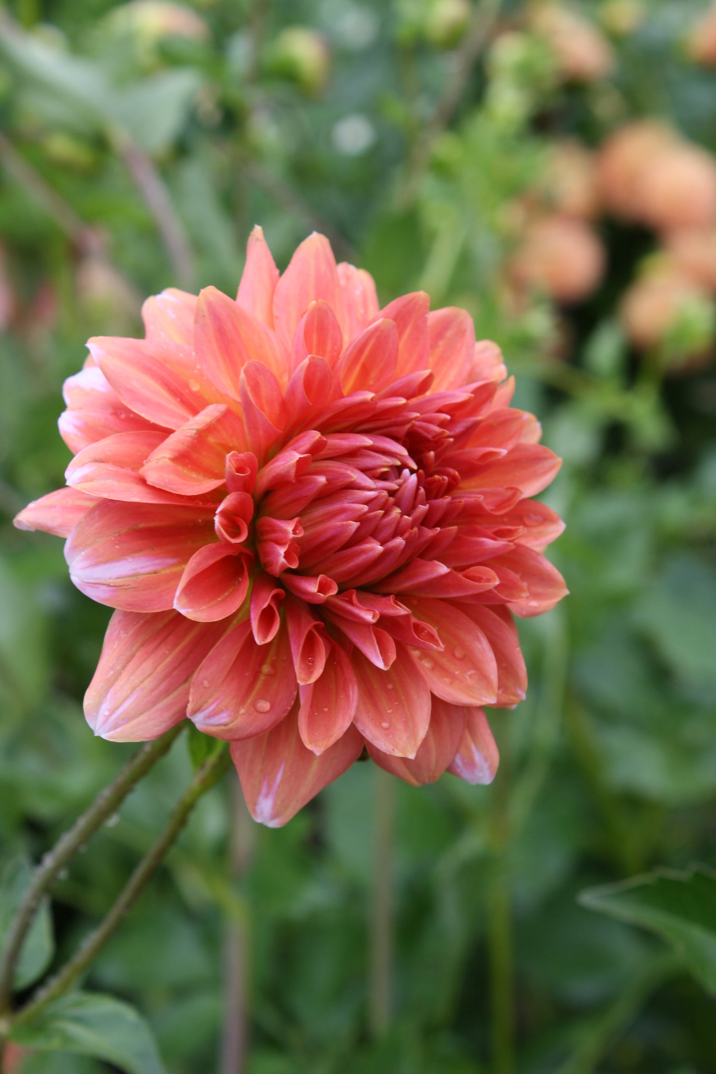 Connecticut Coral Dahlia Tuber