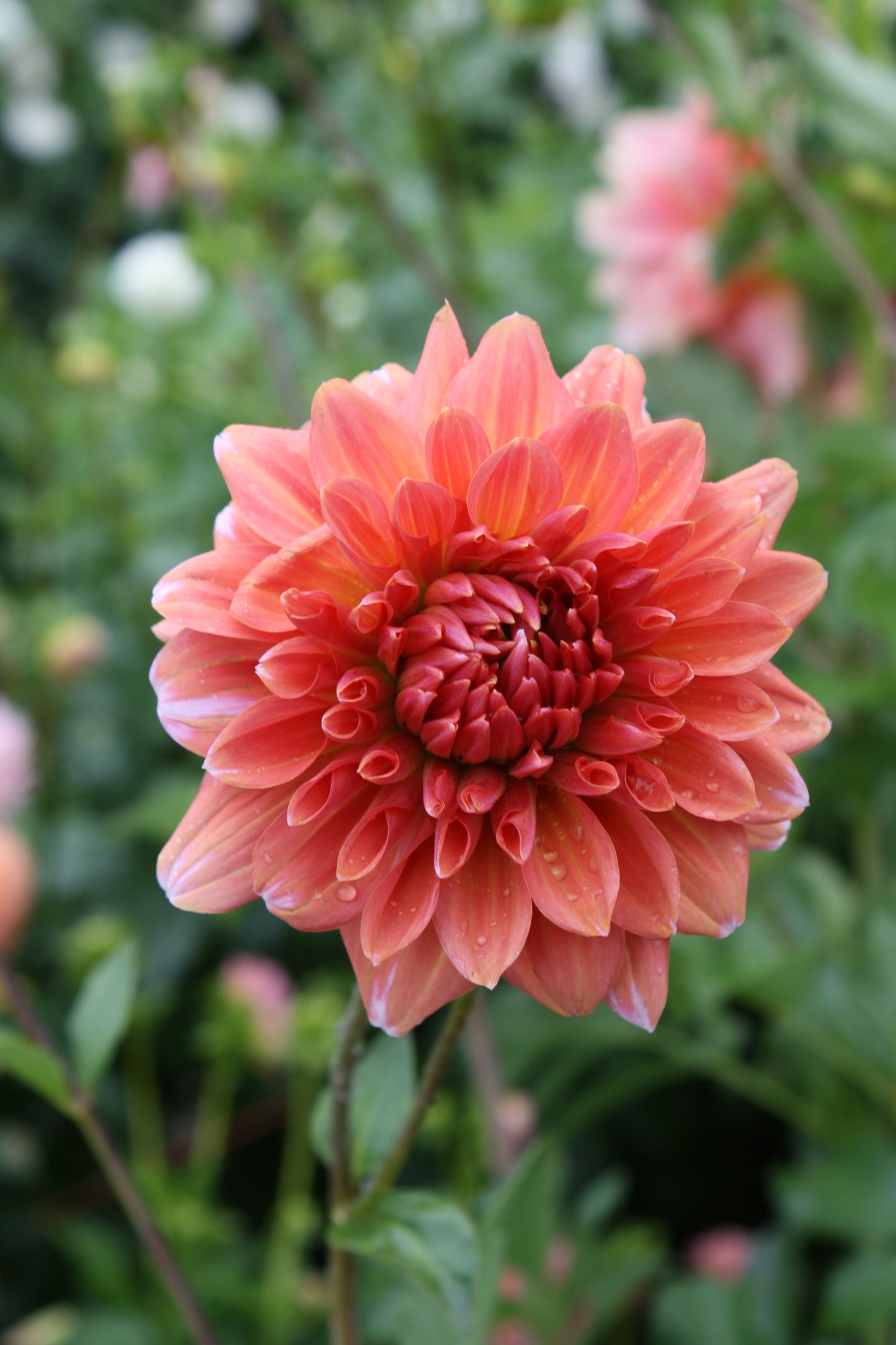 Connecticut Coral Dahlia Tuber