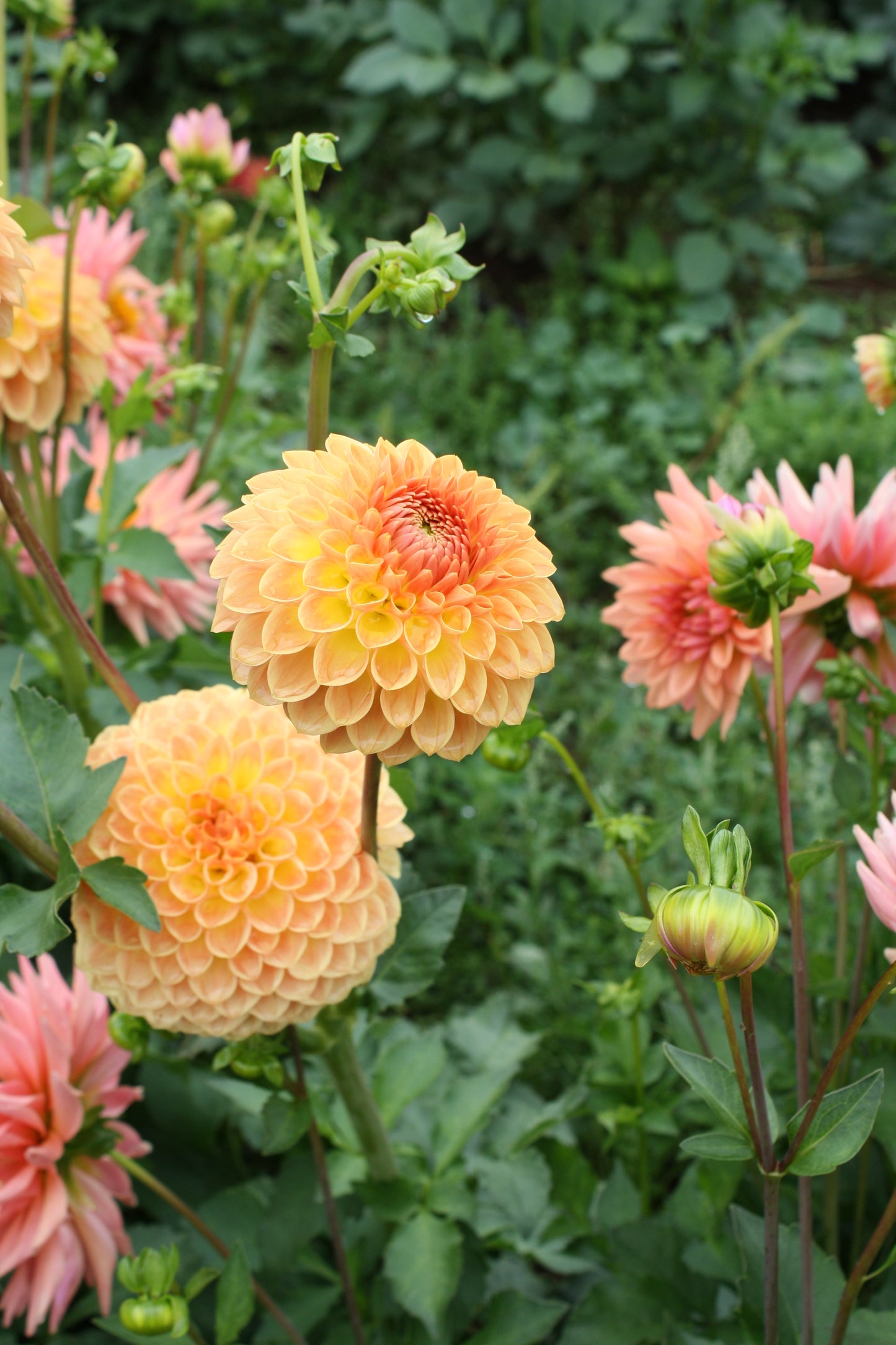 Blyton Softer Gleam Dahlia Tuber
